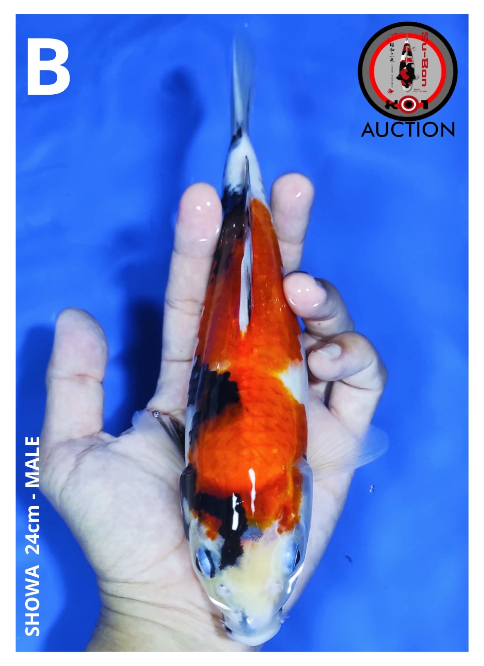 Lelang Koi Online, Jual Beli Ikan Koi, Pusat Jual Beli Koi, Info Lelang Koi Hari Ini, Platform Jual Beli Koi, Jual Beli Ikan Koi Online, Marketplace Ikan Koi, Jual Koi Terbaik, Tempat Beli Koi Berkualitas, Pasar Ikan Koi Online Terpercaya, Penjual Ikan Koi Terpercaya, Beli Koi Hias Online, Ikan Koi untuk Dijual, Koi Kualitas Terbaik, Toko Online Ikan Koi, Koi Hias Untuk Dijual, Jual Beli Ikan Koi Lokal, Koi Indonesia Online, Pusat Jual Beli Koi Terbesar