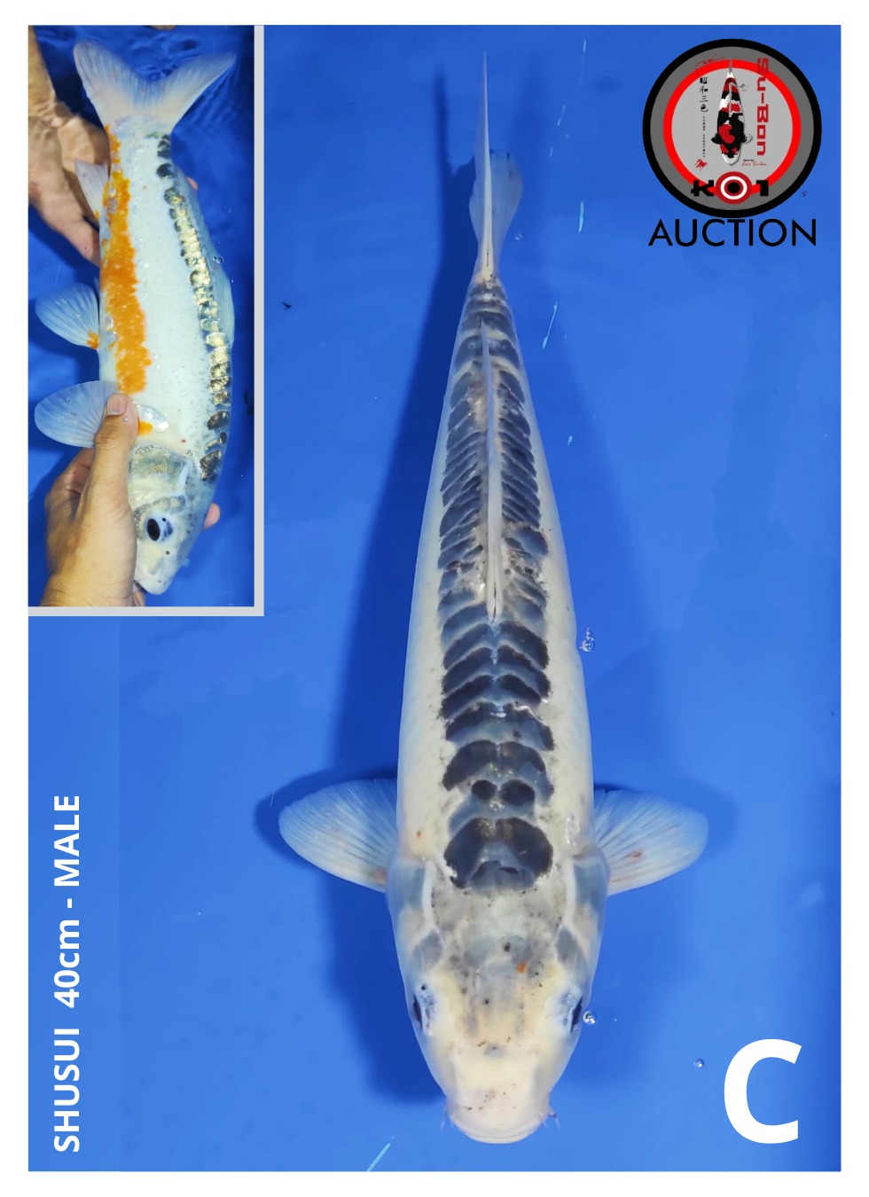 Lelang Koi Online, Jual Beli Ikan Koi, Pusat Jual Beli Koi, Info Lelang Koi Hari Ini, Platform Jual Beli Koi, Jual Beli Ikan Koi Online, Marketplace Ikan Koi, Jual Koi Terbaik, Tempat Beli Koi Berkualitas, Pasar Ikan Koi Online Terpercaya, Penjual Ikan Koi Terpercaya, Beli Koi Hias Online, Ikan Koi untuk Dijual, Koi Kualitas Terbaik, Toko Online Ikan Koi, Koi Hias Untuk Dijual, Jual Beli Ikan Koi Lokal, Koi Indonesia Online, Pusat Jual Beli Koi Terbesar