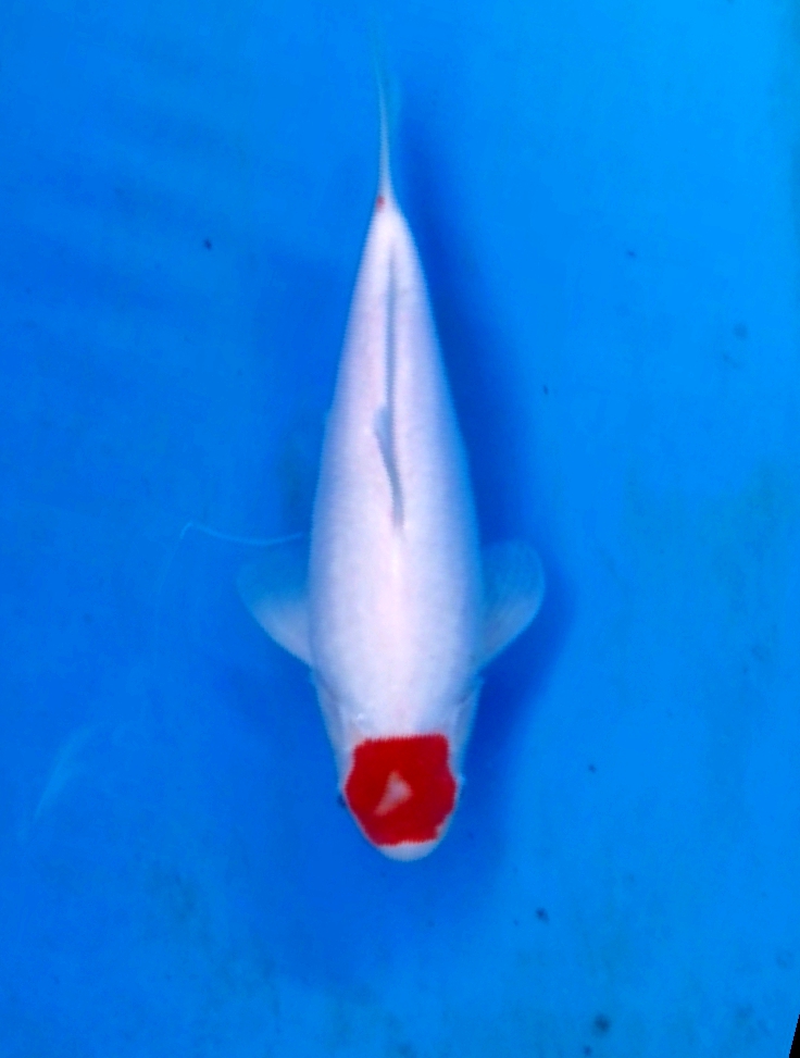 TC KOHAKU IMPORT CERTI OGATA 29cm