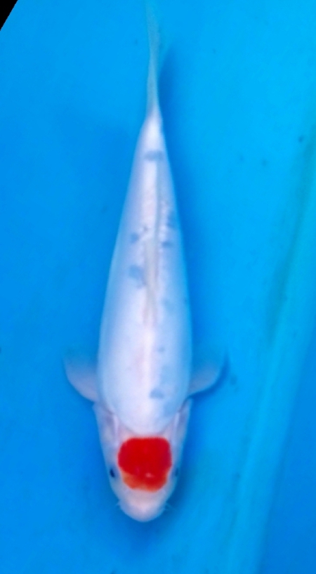 DOITSU TC SANKE CERTI OGATA 30cm