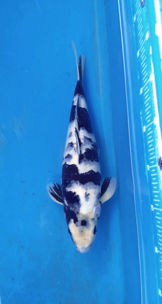 SHIRO UTSURI CERTI MARUDO 38cm