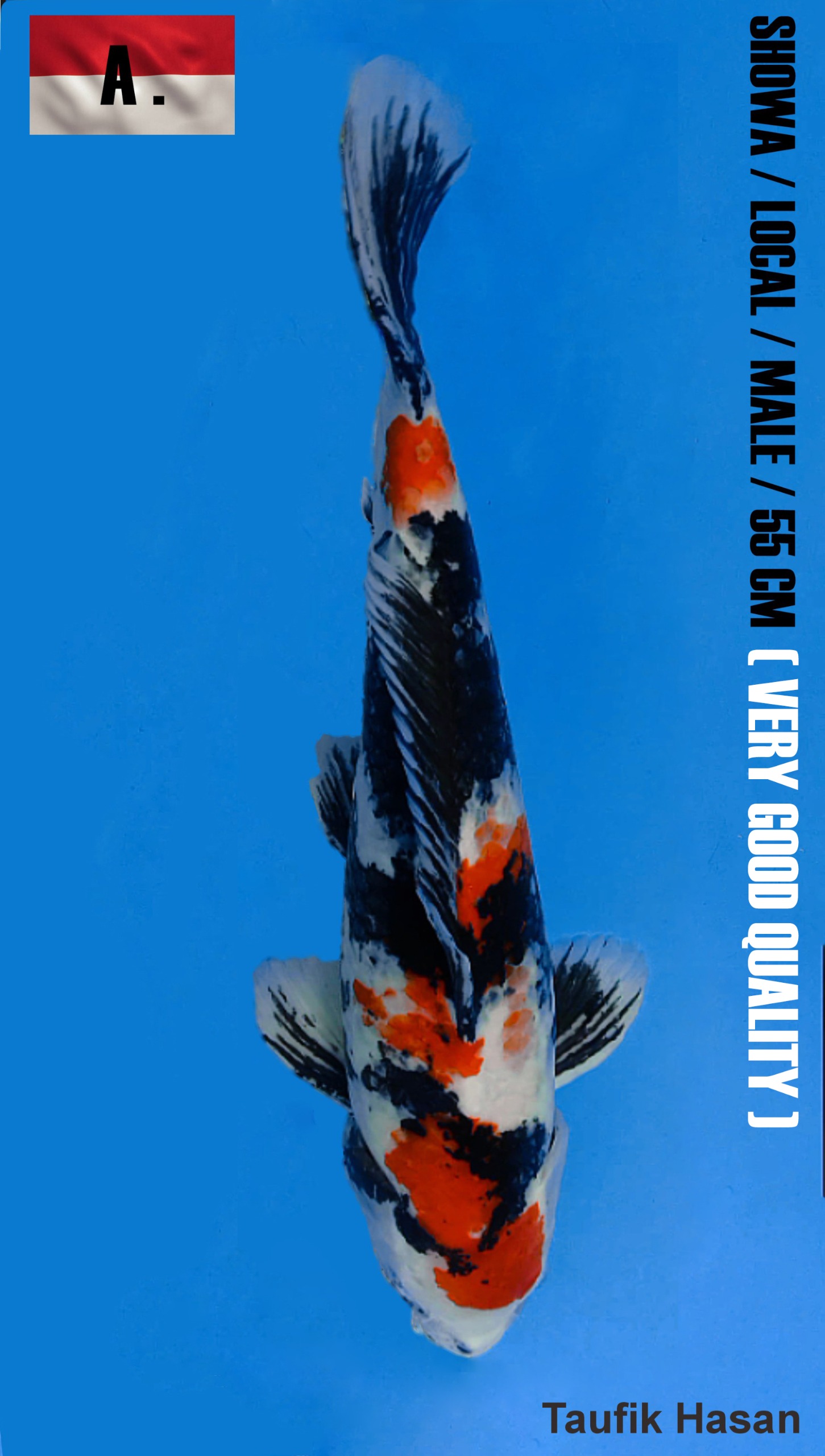 Lelang Koi Online, Jual Beli Ikan Koi, Pusat Jual Beli Koi, Info Lelang Koi Hari Ini, Platform Jual Beli Koi, Jual Beli Ikan Koi Online, Marketplace Ikan Koi, Jual Koi Terbaik, Tempat Beli Koi Berkualitas, Pasar Ikan Koi Online Terpercaya, Penjual Ikan Koi Terpercaya, Beli Koi Hias Online, Ikan Koi untuk Dijual, Koi Kualitas Terbaik, Toko Online Ikan Koi, Koi Hias Untuk Dijual, Jual Beli Ikan Koi Lokal, Koi Indonesia Online, Pusat Jual Beli Koi Terbesar