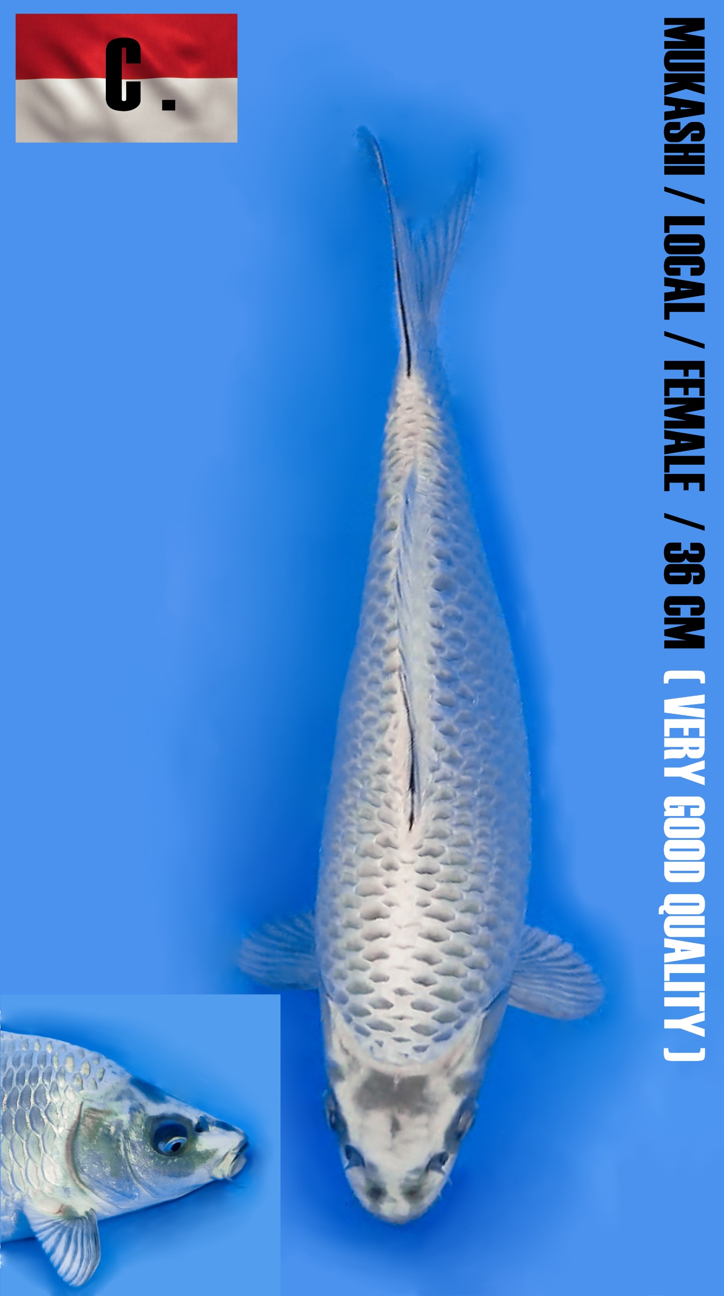 Lelang Koi Online, Jual Beli Ikan Koi, Pusat Jual Beli Koi, Info Lelang Koi Hari Ini, Platform Jual Beli Koi, Jual Beli Ikan Koi Online, Marketplace Ikan Koi, Jual Koi Terbaik, Tempat Beli Koi Berkualitas, Pasar Ikan Koi Online Terpercaya, Penjual Ikan Koi Terpercaya, Beli Koi Hias Online, Ikan Koi untuk Dijual, Koi Kualitas Terbaik, Toko Online Ikan Koi, Koi Hias Untuk Dijual, Jual Beli Ikan Koi Lokal, Koi Indonesia Online, Pusat Jual Beli Koi Terbesar