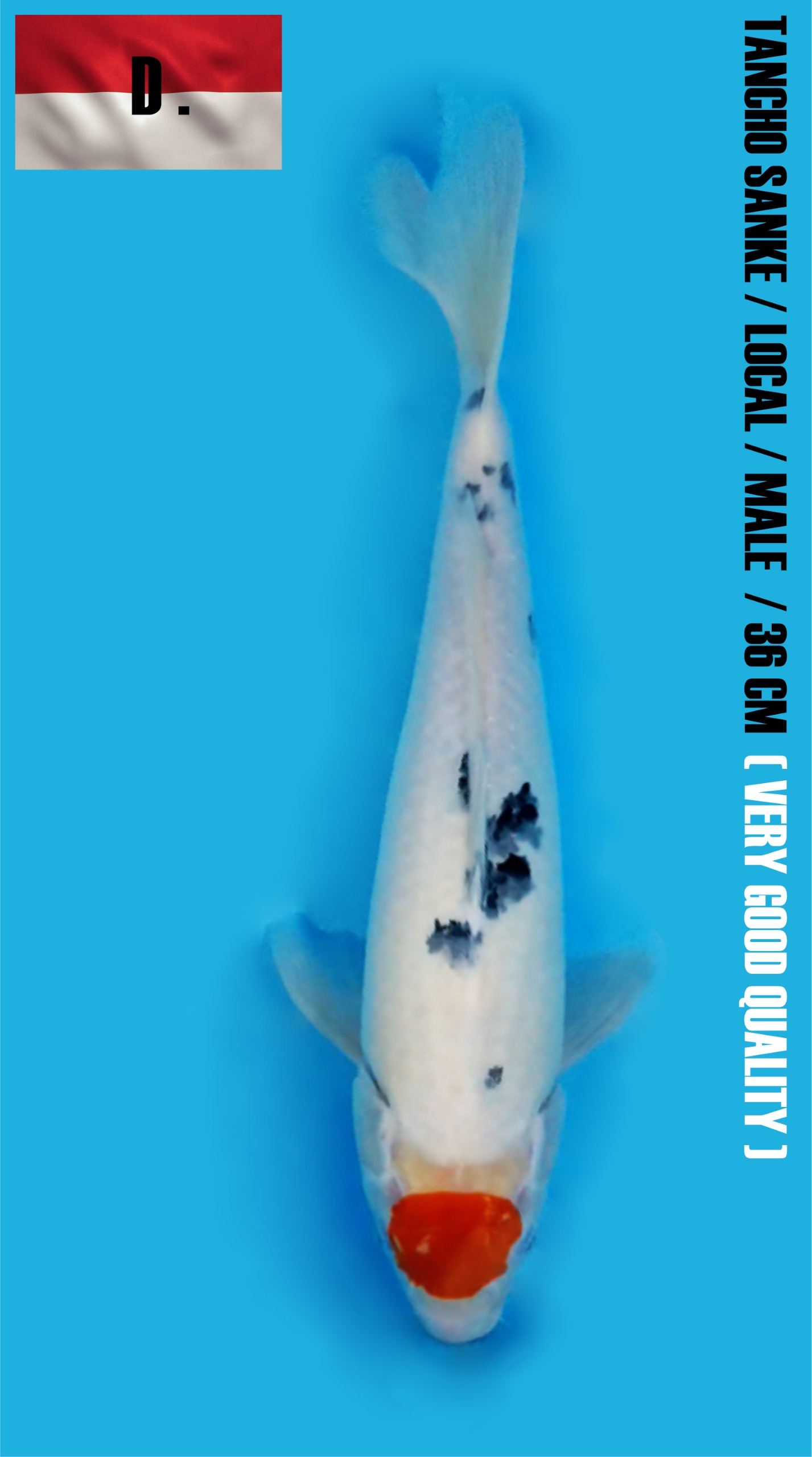TANCHO SANKE 36cm