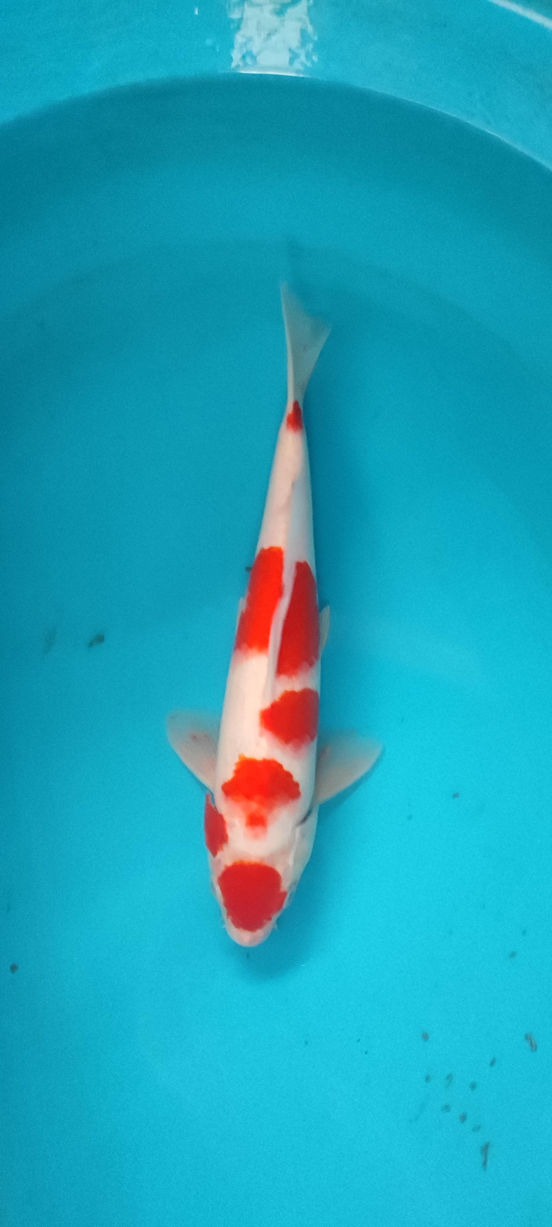 Lelang Koi Online, Jual Beli Ikan Koi, Pusat Jual Beli Koi, Info Lelang Koi Hari Ini, Platform Jual Beli Koi, Jual Beli Ikan Koi Online, Marketplace Ikan Koi, Jual Koi Terbaik, Tempat Beli Koi Berkualitas, Pasar Ikan Koi Online Terpercaya, Penjual Ikan Koi Terpercaya, Beli Koi Hias Online, Ikan Koi untuk Dijual, Koi Kualitas Terbaik, Toko Online Ikan Koi, Koi Hias Untuk Dijual, Jual Beli Ikan Koi Lokal, Koi Indonesia Online, Pusat Jual Beli Koi Terbesar
