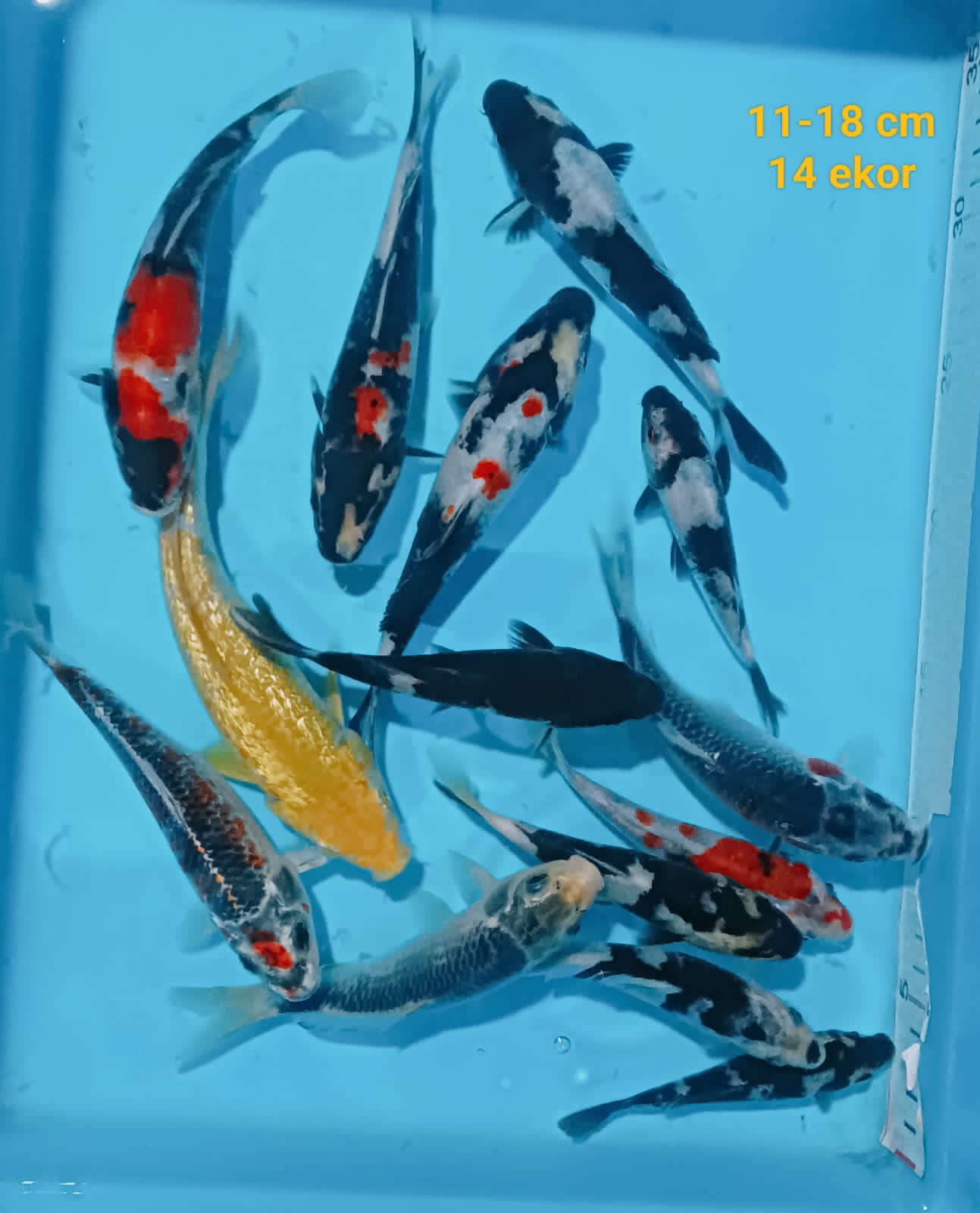 Lelang Koi Online, Jual Beli Ikan Koi, Pusat Jual Beli Koi, Info Lelang Koi Hari Ini, Platform Jual Beli Koi, Jual Beli Ikan Koi Online, Marketplace Ikan Koi, Jual Koi Terbaik, Tempat Beli Koi Berkualitas, Pasar Ikan Koi Online Terpercaya, Penjual Ikan Koi Terpercaya, Beli Koi Hias Online, Ikan Koi untuk Dijual, Koi Kualitas Terbaik, Toko Online Ikan Koi, Koi Hias Untuk Dijual, Jual Beli Ikan Koi Lokal, Koi Indonesia Online, Pusat Jual Beli Koi Terbesar