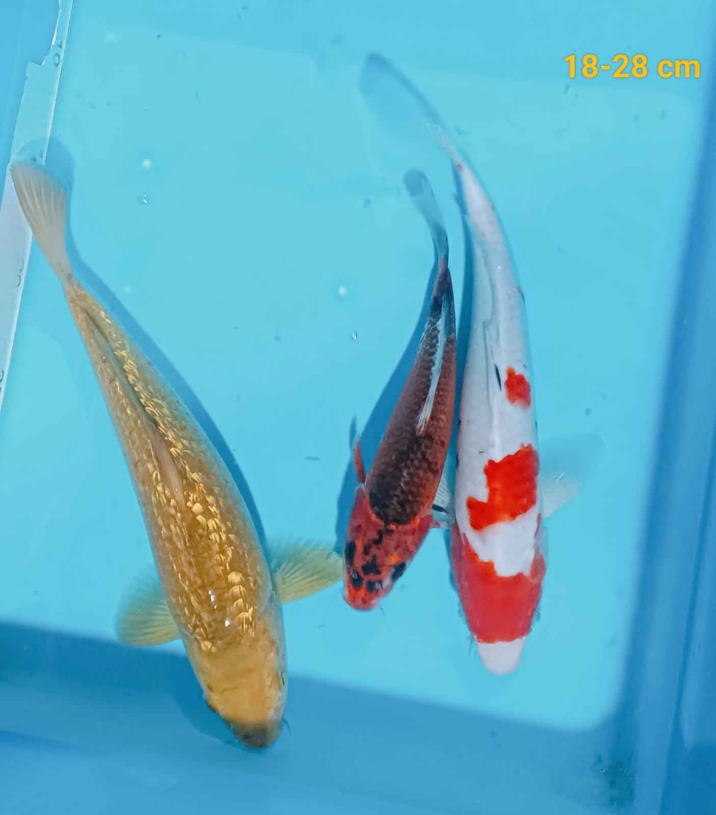 Lelang Koi Online, Jual Beli Ikan Koi, Pusat Jual Beli Koi, Info Lelang Koi Hari Ini, Platform Jual Beli Koi, Jual Beli Ikan Koi Online, Marketplace Ikan Koi, Jual Koi Terbaik, Tempat Beli Koi Berkualitas, Pasar Ikan Koi Online Terpercaya, Penjual Ikan Koi Terpercaya, Beli Koi Hias Online, Ikan Koi untuk Dijual, Koi Kualitas Terbaik, Toko Online Ikan Koi, Koi Hias Untuk Dijual, Jual Beli Ikan Koi Lokal, Koi Indonesia Online, Pusat Jual Beli Koi Terbesar