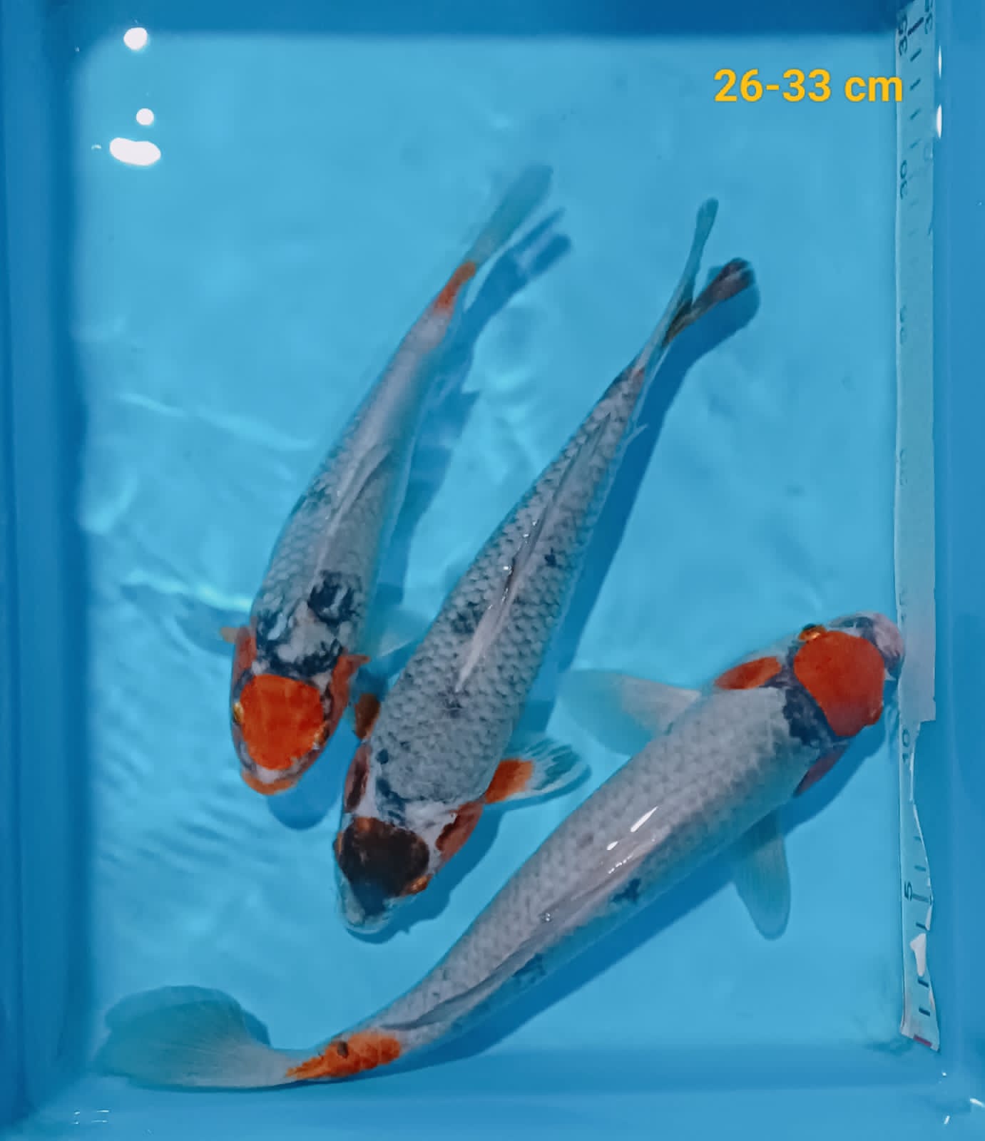 Lelang Koi Online, Jual Beli Ikan Koi, Pusat Jual Beli Koi, Info Lelang Koi Hari Ini, Platform Jual Beli Koi, Jual Beli Ikan Koi Online, Marketplace Ikan Koi, Jual Koi Terbaik, Tempat Beli Koi Berkualitas, Pasar Ikan Koi Online Terpercaya, Penjual Ikan Koi Terpercaya, Beli Koi Hias Online, Ikan Koi untuk Dijual, Koi Kualitas Terbaik, Toko Online Ikan Koi, Koi Hias Untuk Dijual, Jual Beli Ikan Koi Lokal, Koi Indonesia Online, Pusat Jual Beli Koi Terbesar