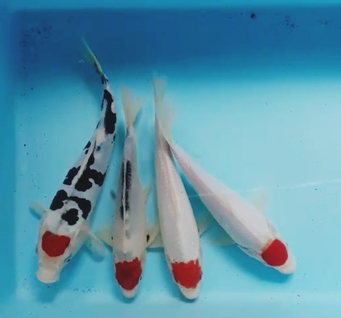 Lelang Koi Online, Jual Beli Ikan Koi, Pusat Jual Beli Koi, Info Lelang Koi Hari Ini, Platform Jual Beli Koi, Jual Beli Ikan Koi Online, Marketplace Ikan Koi, Jual Koi Terbaik, Tempat Beli Koi Berkualitas, Pasar Ikan Koi Online Terpercaya, Penjual Ikan Koi Terpercaya, Beli Koi Hias Online, Ikan Koi untuk Dijual, Koi Kualitas Terbaik, Toko Online Ikan Koi, Koi Hias Untuk Dijual, Jual Beli Ikan Koi Lokal, Koi Indonesia Online, Pusat Jual Beli Koi Terbesar