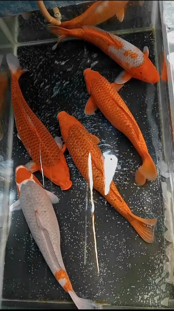 Lelang Koi Online, Jual Beli Ikan Koi, Pusat Jual Beli Koi, Info Lelang Koi Hari Ini, Platform Jual Beli Koi, Jual Beli Ikan Koi Online, Marketplace Ikan Koi, Jual Koi Terbaik, Tempat Beli Koi Berkualitas, Pasar Ikan Koi Online Terpercaya, Penjual Ikan Koi Terpercaya, Beli Koi Hias Online, Ikan Koi untuk Dijual, Koi Kualitas Terbaik, Toko Online Ikan Koi, Koi Hias Untuk Dijual, Jual Beli Ikan Koi Lokal, Koi Indonesia Online, Pusat Jual Beli Koi Terbesar