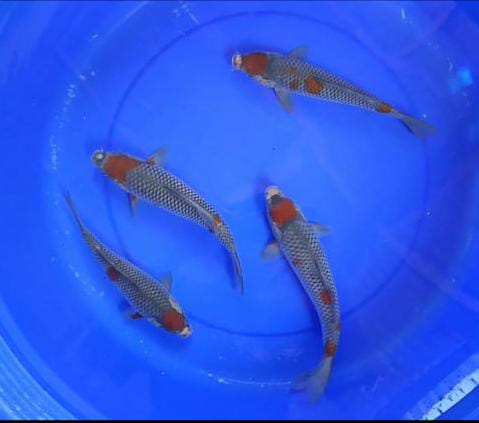 Lelang Koi Online, Jual Beli Ikan Koi, Pusat Jual Beli Koi, Info Lelang Koi Hari Ini, Platform Jual Beli Koi, Jual Beli Ikan Koi Online, Marketplace Ikan Koi, Jual Koi Terbaik, Tempat Beli Koi Berkualitas, Pasar Ikan Koi Online Terpercaya, Penjual Ikan Koi Terpercaya, Beli Koi Hias Online, Ikan Koi untuk Dijual, Koi Kualitas Terbaik, Toko Online Ikan Koi, Koi Hias Untuk Dijual, Jual Beli Ikan Koi Lokal, Koi Indonesia Online, Pusat Jual Beli Koi Terbesar