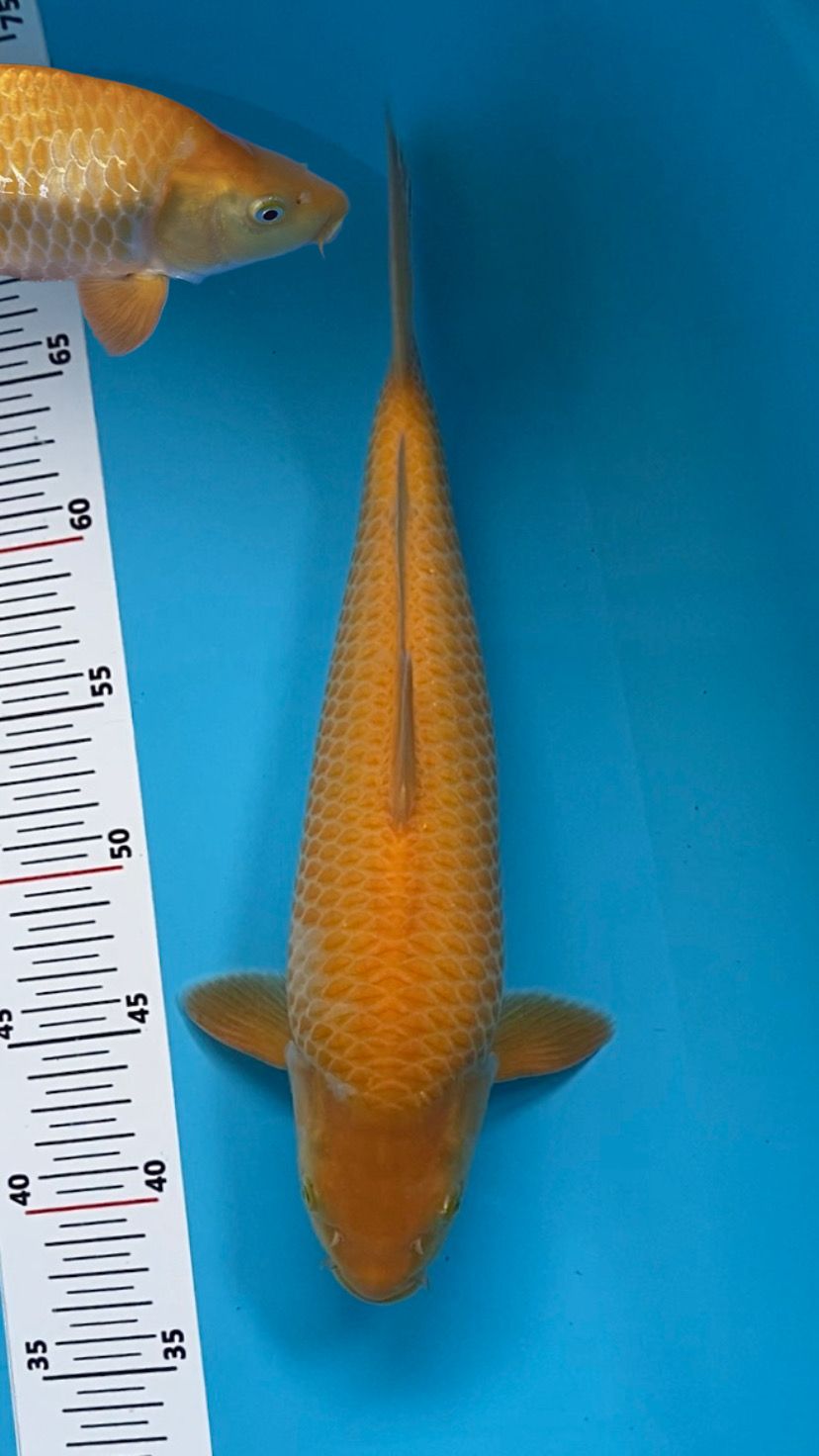 KARASI KOYO BAKAT JUMBO 34cm