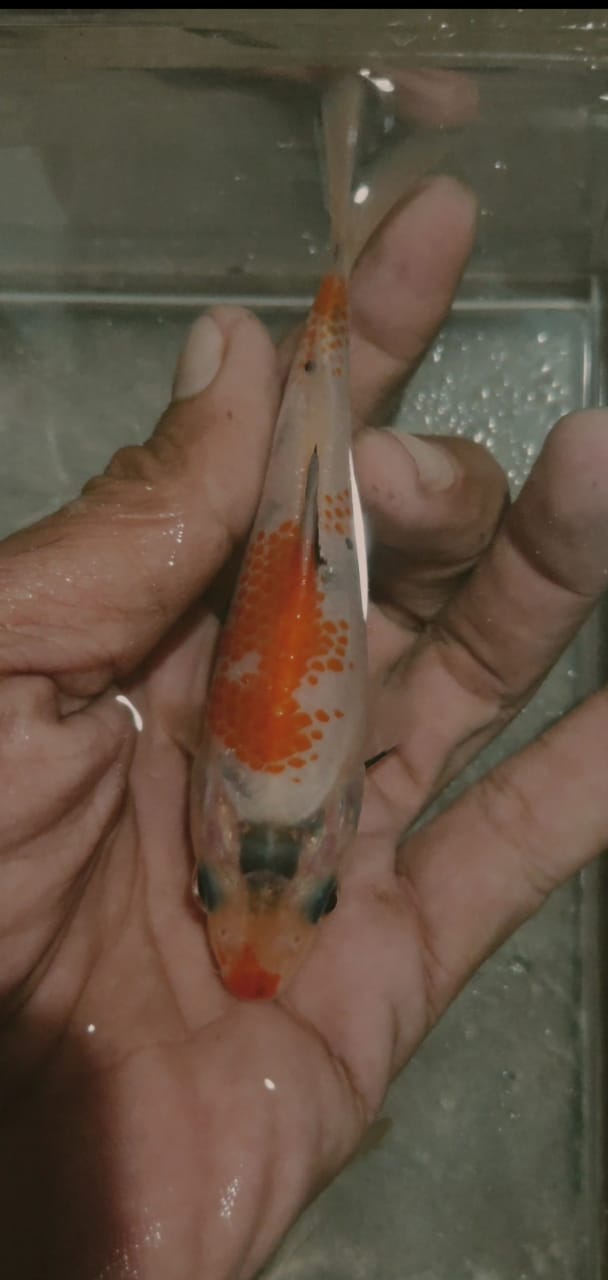 Lelang Koi Online, Jual Beli Ikan Koi, Pusat Jual Beli Koi, Info Lelang Koi Hari Ini, Platform Jual Beli Koi, Jual Beli Ikan Koi Online, Marketplace Ikan Koi, Jual Koi Terbaik, Tempat Beli Koi Berkualitas, Pasar Ikan Koi Online Terpercaya, Penjual Ikan Koi Terpercaya, Beli Koi Hias Online, Ikan Koi untuk Dijual, Koi Kualitas Terbaik, Toko Online Ikan Koi, Koi Hias Untuk Dijual, Jual Beli Ikan Koi Lokal, Koi Indonesia Online, Pusat Jual Beli Koi Terbesar