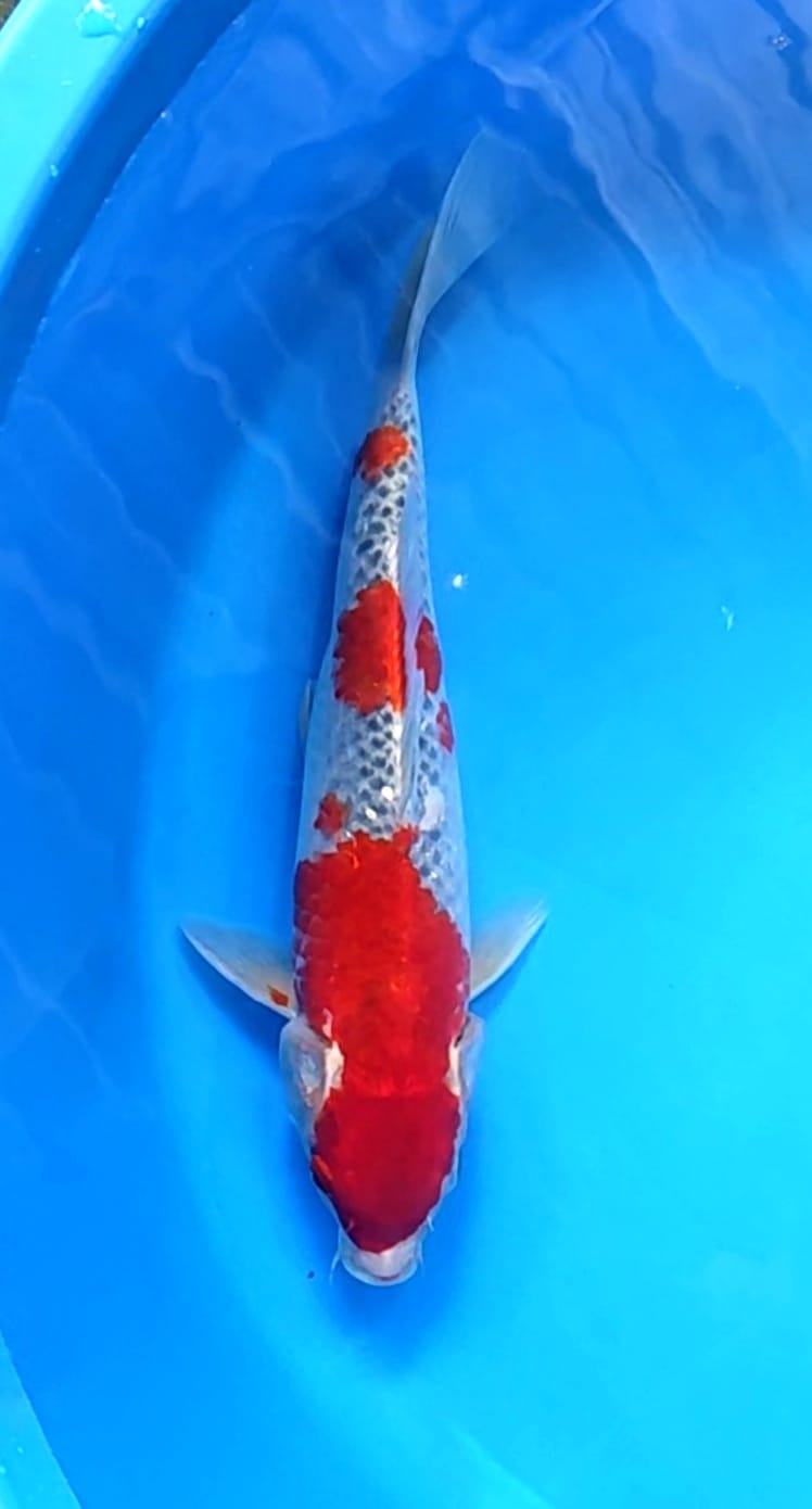 Lelang Koi Online, Jual Beli Ikan Koi, Pusat Jual Beli Koi, Info Lelang Koi Hari Ini, Platform Jual Beli Koi, Jual Beli Ikan Koi Online, Marketplace Ikan Koi, Jual Koi Terbaik, Tempat Beli Koi Berkualitas, Pasar Ikan Koi Online Terpercaya, Penjual Ikan Koi Terpercaya, Beli Koi Hias Online, Ikan Koi untuk Dijual, Koi Kualitas Terbaik, Toko Online Ikan Koi, Koi Hias Untuk Dijual, Jual Beli Ikan Koi Lokal, Koi Indonesia Online, Pusat Jual Beli Koi Terbesar