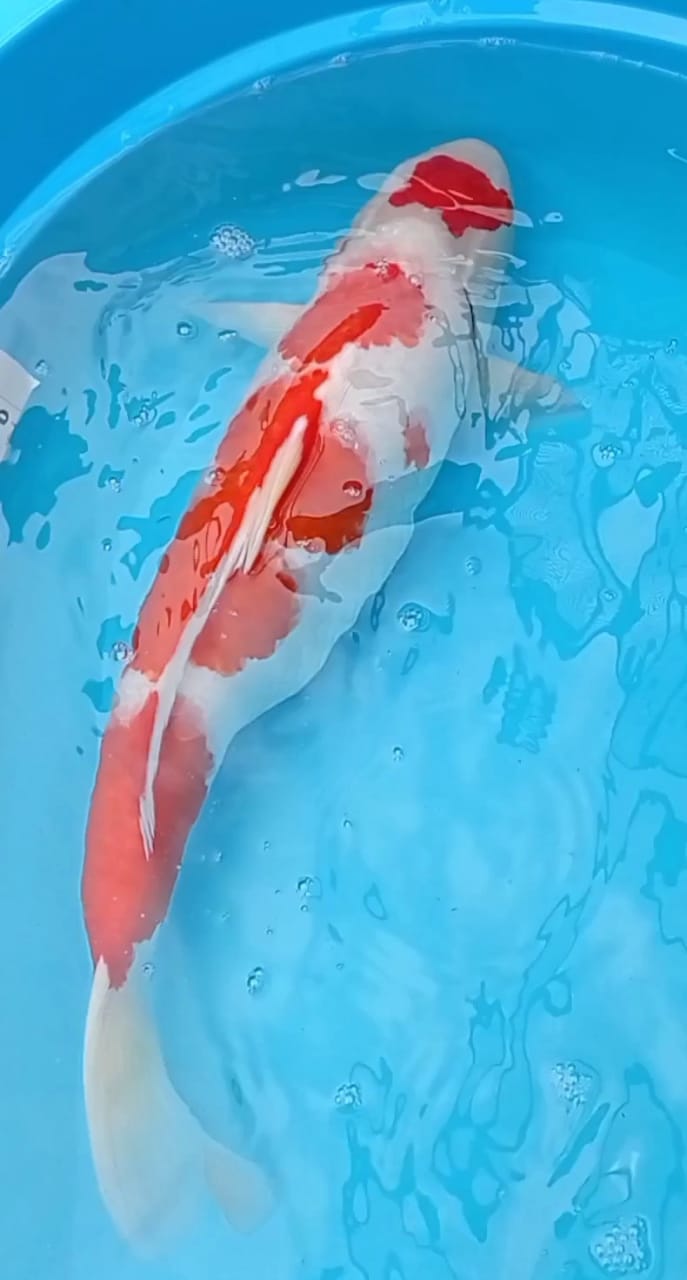 Lelang Koi Online, Jual Beli Ikan Koi, Pusat Jual Beli Koi, Info Lelang Koi Hari Ini, Platform Jual Beli Koi, Jual Beli Ikan Koi Online, Marketplace Ikan Koi, Jual Koi Terbaik, Tempat Beli Koi Berkualitas, Pasar Ikan Koi Online Terpercaya, Penjual Ikan Koi Terpercaya, Beli Koi Hias Online, Ikan Koi untuk Dijual, Koi Kualitas Terbaik, Toko Online Ikan Koi, Koi Hias Untuk Dijual, Jual Beli Ikan Koi Lokal, Koi Indonesia Online, Pusat Jual Beli Koi Terbesar