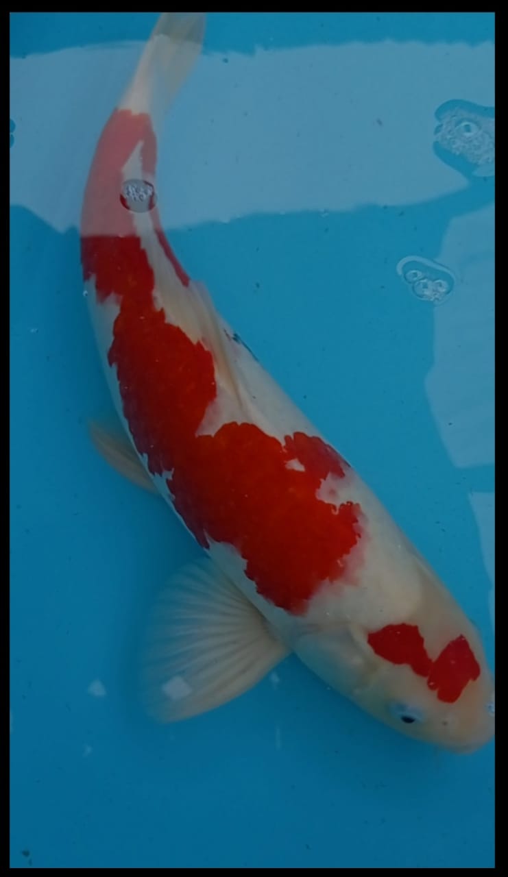Lelang Koi Online, Jual Beli Ikan Koi, Pusat Jual Beli Koi, Info Lelang Koi Hari Ini, Platform Jual Beli Koi, Jual Beli Ikan Koi Online, Marketplace Ikan Koi, Jual Koi Terbaik, Tempat Beli Koi Berkualitas, Pasar Ikan Koi Online Terpercaya, Penjual Ikan Koi Terpercaya, Beli Koi Hias Online, Ikan Koi untuk Dijual, Koi Kualitas Terbaik, Toko Online Ikan Koi, Koi Hias Untuk Dijual, Jual Beli Ikan Koi Lokal, Koi Indonesia Online, Pusat Jual Beli Koi Terbesar