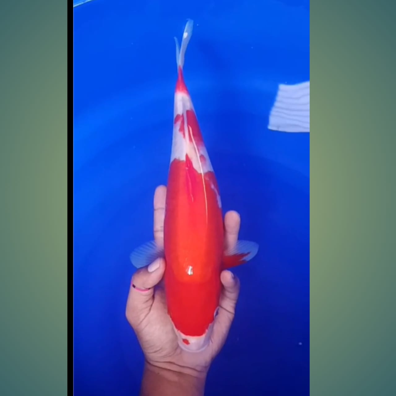 Lelang Koi Online, Jual Beli Ikan Koi, Pusat Jual Beli Koi, Info Lelang Koi Hari Ini, Platform Jual Beli Koi, Jual Beli Ikan Koi Online, Marketplace Ikan Koi, Jual Koi Terbaik, Tempat Beli Koi Berkualitas, Pasar Ikan Koi Online Terpercaya, Penjual Ikan Koi Terpercaya, Beli Koi Hias Online, Ikan Koi untuk Dijual, Koi Kualitas Terbaik, Toko Online Ikan Koi, Koi Hias Untuk Dijual, Jual Beli Ikan Koi Lokal, Koi Indonesia Online, Pusat Jual Beli Koi Terbesar