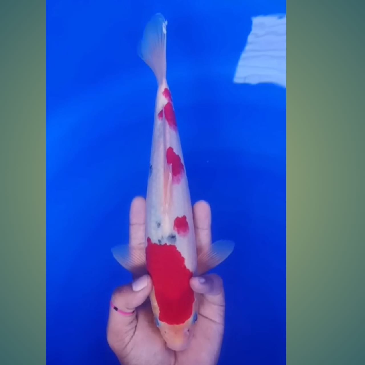 Lelang Koi Online, Jual Beli Ikan Koi, Pusat Jual Beli Koi, Info Lelang Koi Hari Ini, Platform Jual Beli Koi, Jual Beli Ikan Koi Online, Marketplace Ikan Koi, Jual Koi Terbaik, Tempat Beli Koi Berkualitas, Pasar Ikan Koi Online Terpercaya, Penjual Ikan Koi Terpercaya, Beli Koi Hias Online, Ikan Koi untuk Dijual, Koi Kualitas Terbaik, Toko Online Ikan Koi, Koi Hias Untuk Dijual, Jual Beli Ikan Koi Lokal, Koi Indonesia Online, Pusat Jual Beli Koi Terbesar