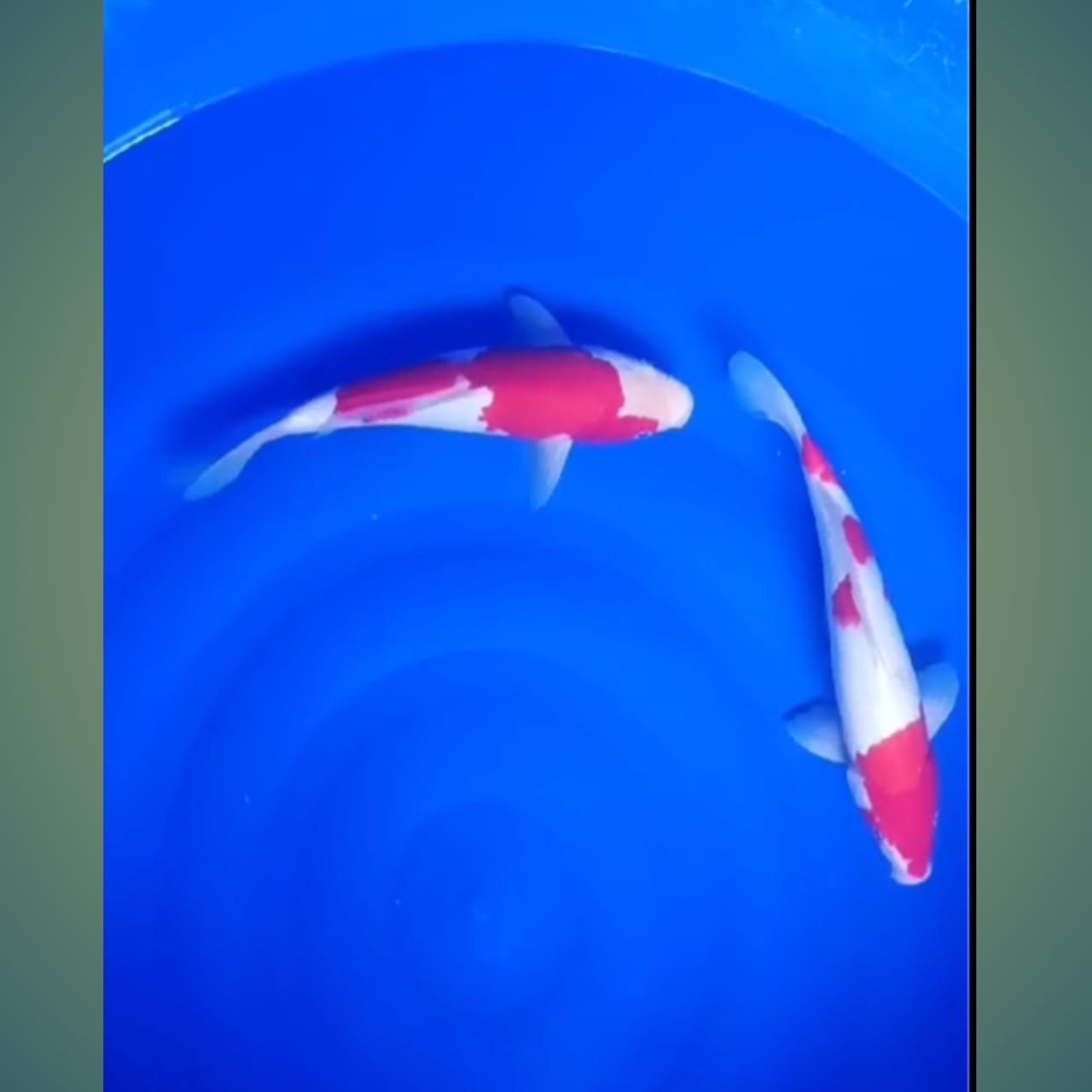 Lelang Koi Online, Jual Beli Ikan Koi, Pusat Jual Beli Koi, Info Lelang Koi Hari Ini, Platform Jual Beli Koi, Jual Beli Ikan Koi Online, Marketplace Ikan Koi, Jual Koi Terbaik, Tempat Beli Koi Berkualitas, Pasar Ikan Koi Online Terpercaya, Penjual Ikan Koi Terpercaya, Beli Koi Hias Online, Ikan Koi untuk Dijual, Koi Kualitas Terbaik, Toko Online Ikan Koi, Koi Hias Untuk Dijual, Jual Beli Ikan Koi Lokal, Koi Indonesia Online, Pusat Jual Beli Koi Terbesar