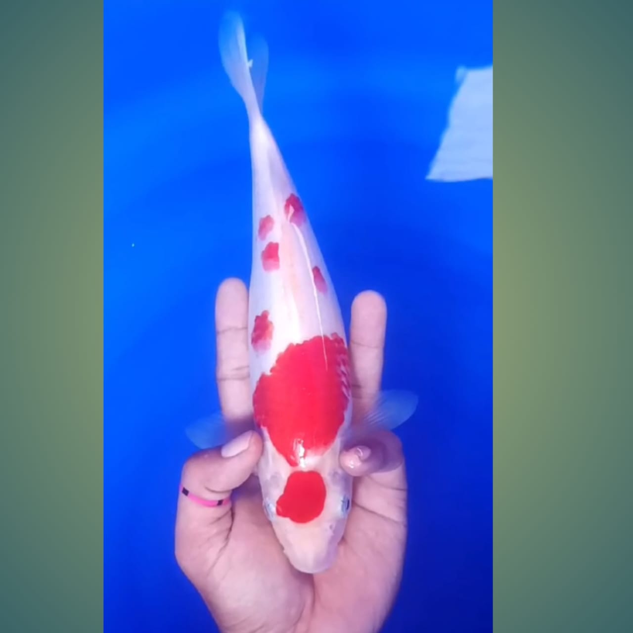 Lelang Koi Online, Jual Beli Ikan Koi, Pusat Jual Beli Koi, Info Lelang Koi Hari Ini, Platform Jual Beli Koi, Jual Beli Ikan Koi Online, Marketplace Ikan Koi, Jual Koi Terbaik, Tempat Beli Koi Berkualitas, Pasar Ikan Koi Online Terpercaya, Penjual Ikan Koi Terpercaya, Beli Koi Hias Online, Ikan Koi untuk Dijual, Koi Kualitas Terbaik, Toko Online Ikan Koi, Koi Hias Untuk Dijual, Jual Beli Ikan Koi Lokal, Koi Indonesia Online, Pusat Jual Beli Koi Terbesar