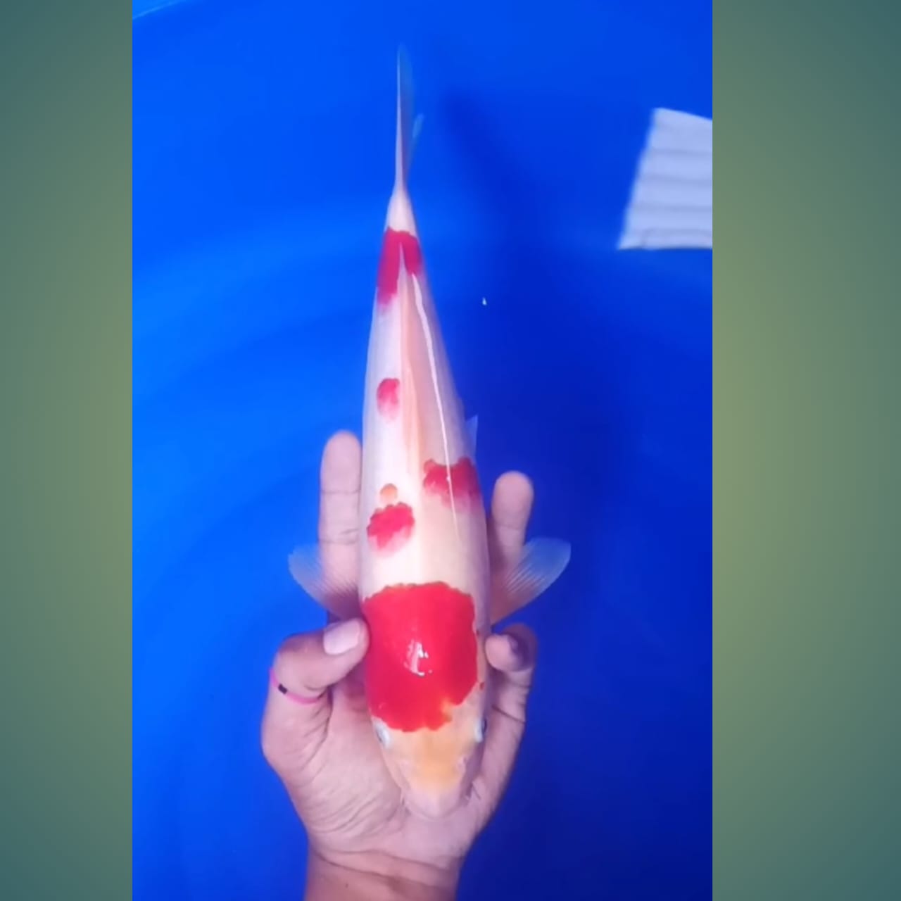 Lelang Koi Online, Jual Beli Ikan Koi, Pusat Jual Beli Koi, Info Lelang Koi Hari Ini, Platform Jual Beli Koi, Jual Beli Ikan Koi Online, Marketplace Ikan Koi, Jual Koi Terbaik, Tempat Beli Koi Berkualitas, Pasar Ikan Koi Online Terpercaya, Penjual Ikan Koi Terpercaya, Beli Koi Hias Online, Ikan Koi untuk Dijual, Koi Kualitas Terbaik, Toko Online Ikan Koi, Koi Hias Untuk Dijual, Jual Beli Ikan Koi Lokal, Koi Indonesia Online, Pusat Jual Beli Koi Terbesar