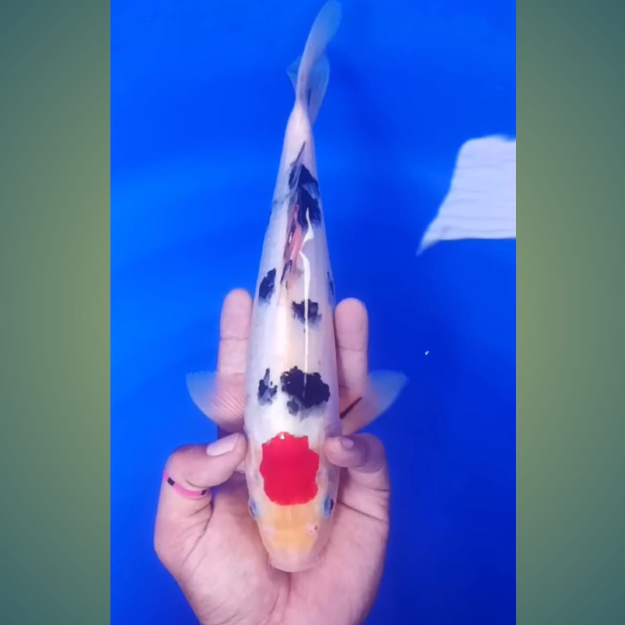 Lelang Koi Online, Jual Beli Ikan Koi, Pusat Jual Beli Koi, Info Lelang Koi Hari Ini, Platform Jual Beli Koi, Jual Beli Ikan Koi Online, Marketplace Ikan Koi, Jual Koi Terbaik, Tempat Beli Koi Berkualitas, Pasar Ikan Koi Online Terpercaya, Penjual Ikan Koi Terpercaya, Beli Koi Hias Online, Ikan Koi untuk Dijual, Koi Kualitas Terbaik, Toko Online Ikan Koi, Koi Hias Untuk Dijual, Jual Beli Ikan Koi Lokal, Koi Indonesia Online, Pusat Jual Beli Koi Terbesar