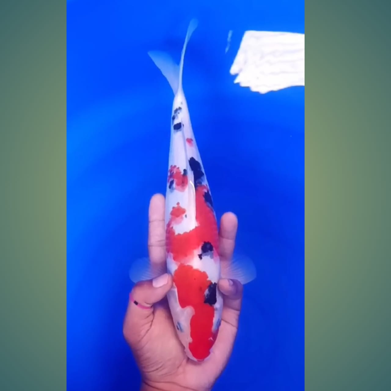 Lelang Koi Online, Jual Beli Ikan Koi, Pusat Jual Beli Koi, Info Lelang Koi Hari Ini, Platform Jual Beli Koi, Jual Beli Ikan Koi Online, Marketplace Ikan Koi, Jual Koi Terbaik, Tempat Beli Koi Berkualitas, Pasar Ikan Koi Online Terpercaya, Penjual Ikan Koi Terpercaya, Beli Koi Hias Online, Ikan Koi untuk Dijual, Koi Kualitas Terbaik, Toko Online Ikan Koi, Koi Hias Untuk Dijual, Jual Beli Ikan Koi Lokal, Koi Indonesia Online, Pusat Jual Beli Koi Terbesar