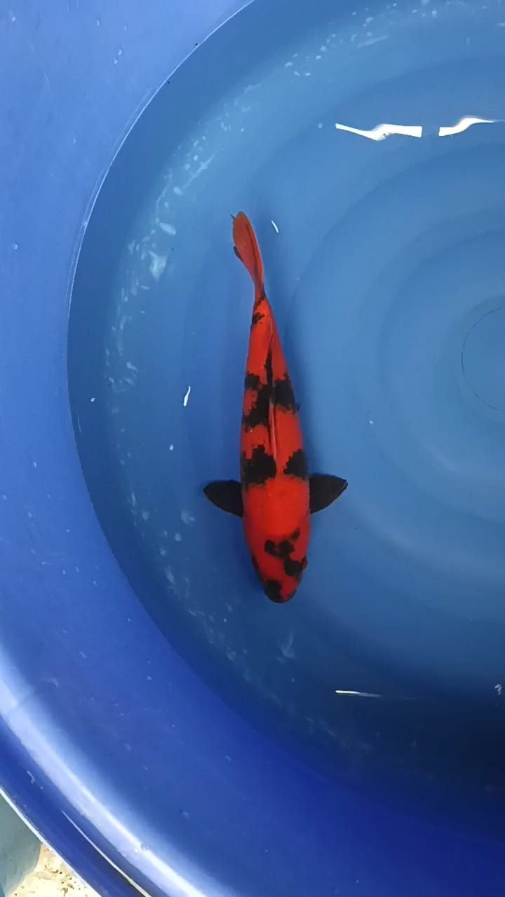 Lelang Koi Online, Jual Beli Ikan Koi, Pusat Jual Beli Koi, Info Lelang Koi Hari Ini, Platform Jual Beli Koi, Jual Beli Ikan Koi Online, Marketplace Ikan Koi, Jual Koi Terbaik, Tempat Beli Koi Berkualitas, Pasar Ikan Koi Online Terpercaya, Penjual Ikan Koi Terpercaya, Beli Koi Hias Online, Ikan Koi untuk Dijual, Koi Kualitas Terbaik, Toko Online Ikan Koi, Koi Hias Untuk Dijual, Jual Beli Ikan Koi Lokal, Koi Indonesia Online, Pusat Jual Beli Koi Terbesar