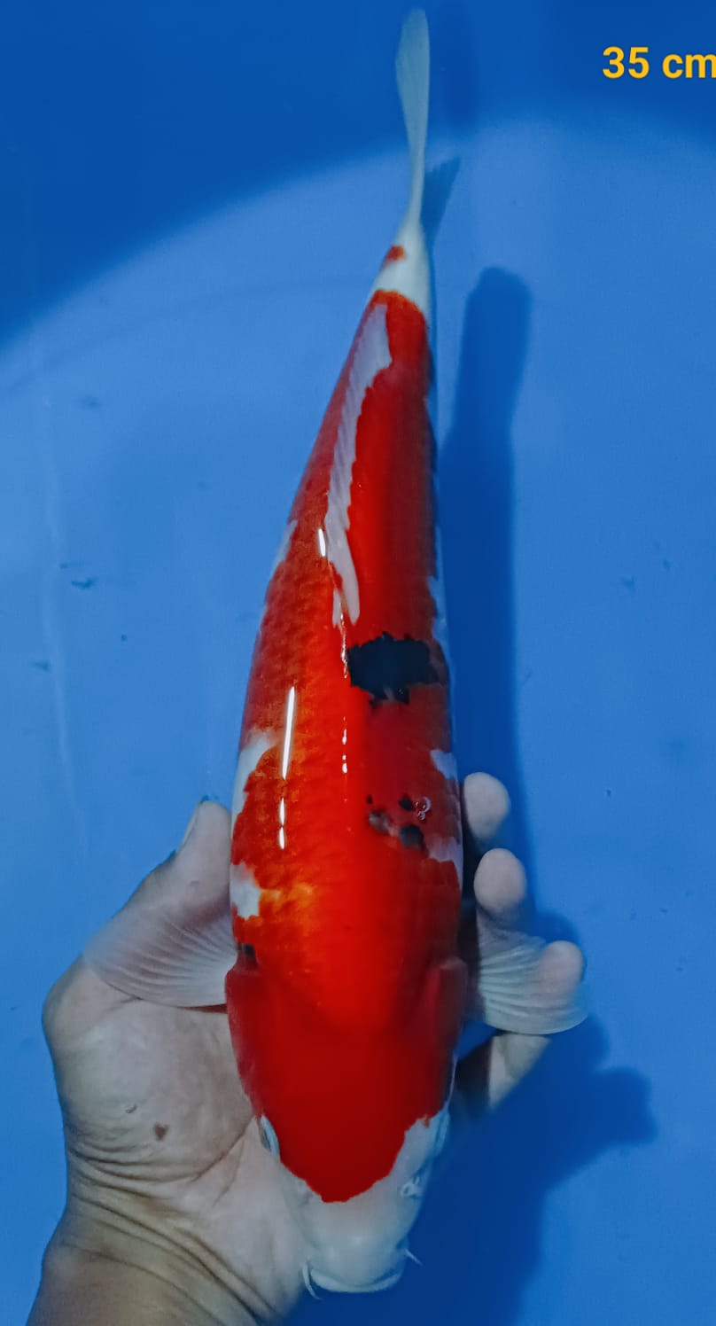 Lelang Koi Online, Jual Beli Ikan Koi, Pusat Jual Beli Koi, Info Lelang Koi Hari Ini, Platform Jual Beli Koi, Jual Beli Ikan Koi Online, Marketplace Ikan Koi, Jual Koi Terbaik, Tempat Beli Koi Berkualitas, Pasar Ikan Koi Online Terpercaya, Penjual Ikan Koi Terpercaya, Beli Koi Hias Online, Ikan Koi untuk Dijual, Koi Kualitas Terbaik, Toko Online Ikan Koi, Koi Hias Untuk Dijual, Jual Beli Ikan Koi Lokal, Koi Indonesia Online, Pusat Jual Beli Koi Terbesar