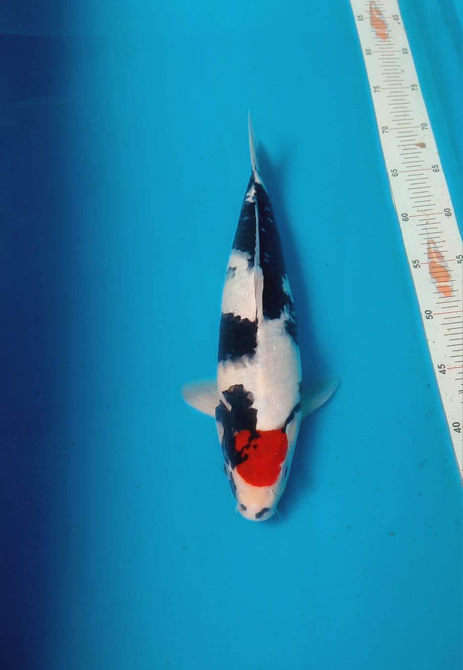 TANCO SHOWA 37cm