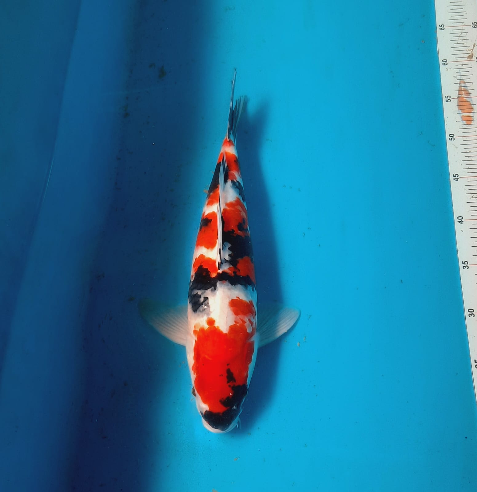 SHOWA 38cm