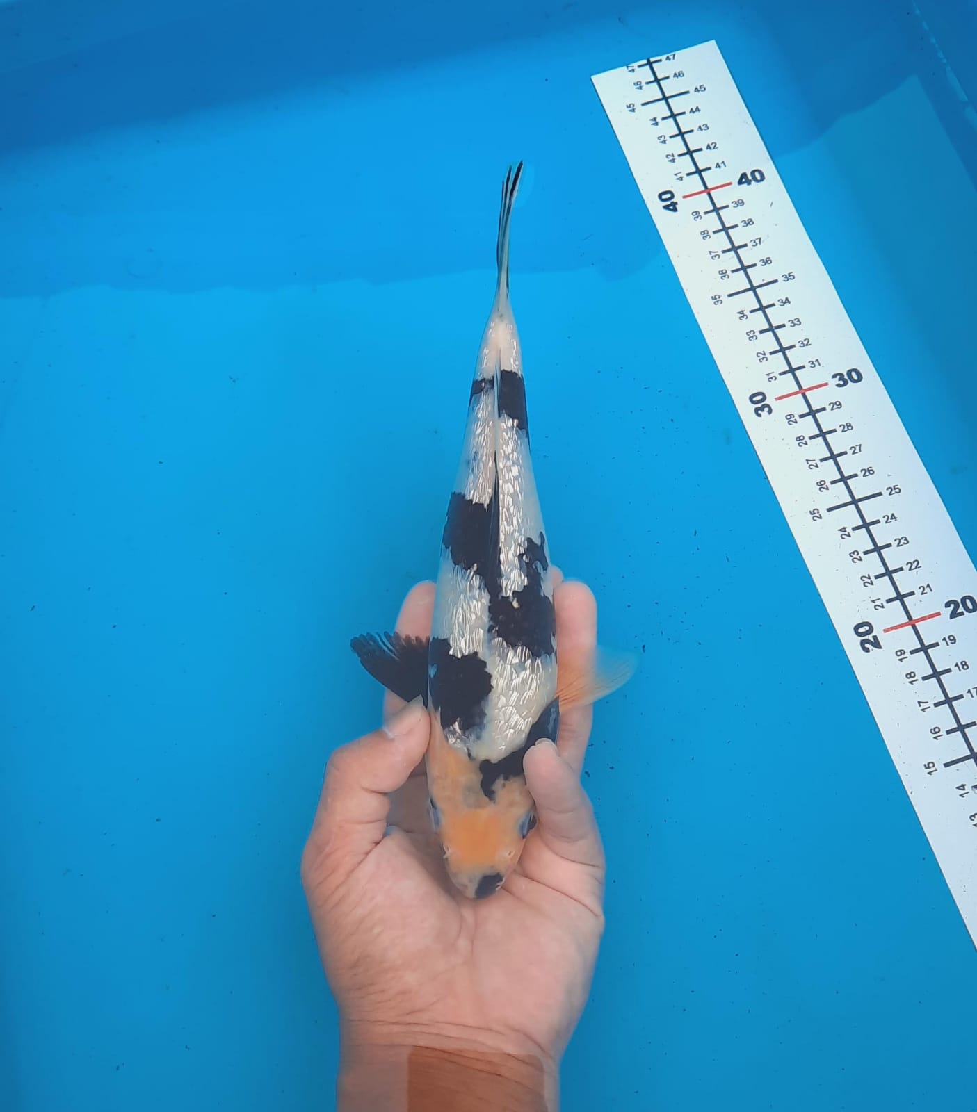 Lelang Koi Online, Jual Beli Ikan Koi, Pusat Jual Beli Koi, Info Lelang Koi Hari Ini, Platform Jual Beli Koi, Jual Beli Ikan Koi Online, Marketplace Ikan Koi, Jual Koi Terbaik, Tempat Beli Koi Berkualitas, Pasar Ikan Koi Online Terpercaya, Penjual Ikan Koi Terpercaya, Beli Koi Hias Online, Ikan Koi untuk Dijual, Koi Kualitas Terbaik, Toko Online Ikan Koi, Koi Hias Untuk Dijual, Jual Beli Ikan Koi Lokal, Koi Indonesia Online, Pusat Jual Beli Koi Terbesar