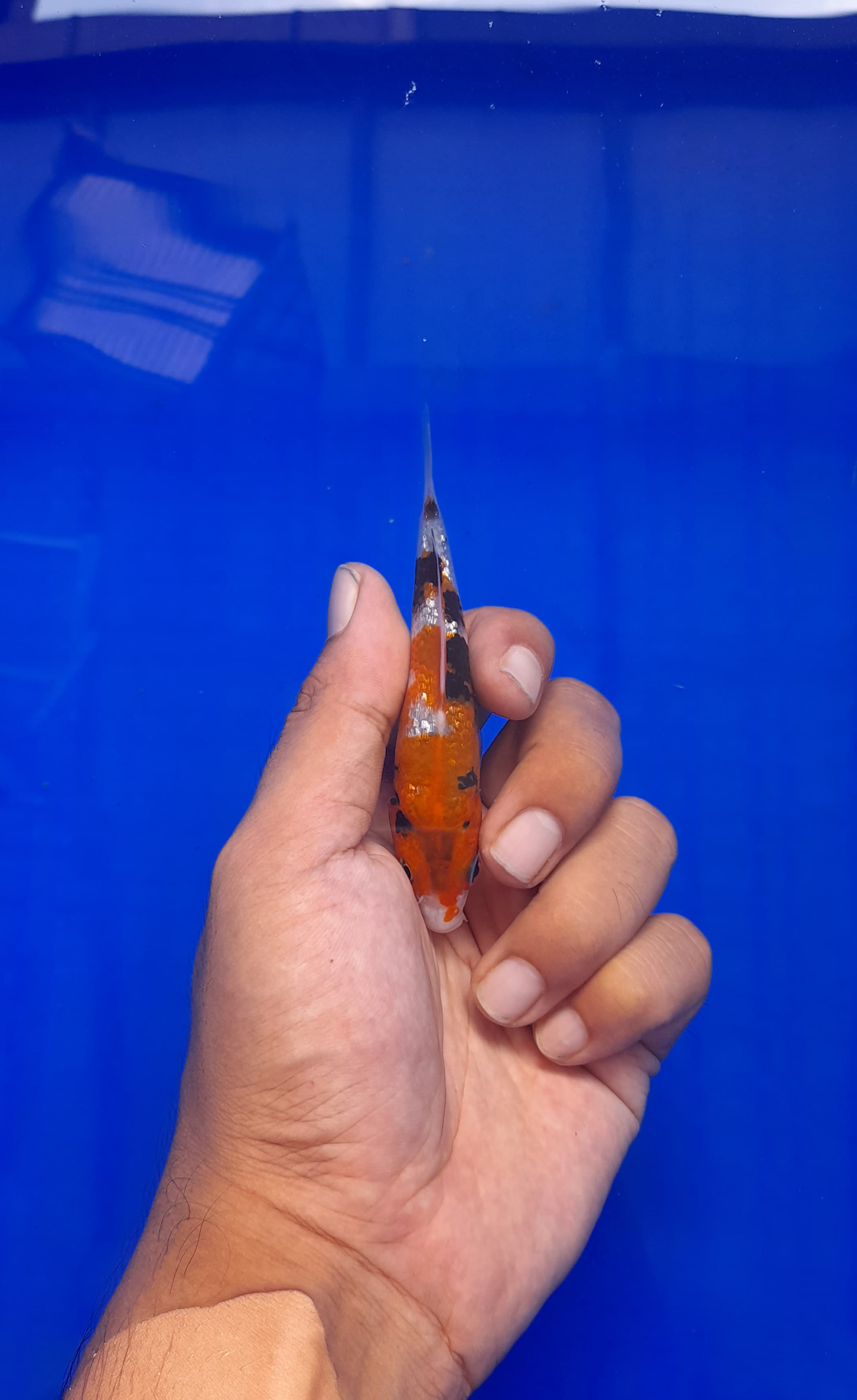 Lelang Koi Online, Jual Beli Ikan Koi, Pusat Jual Beli Koi, Info Lelang Koi Hari Ini, Platform Jual Beli Koi, Jual Beli Ikan Koi Online, Marketplace Ikan Koi, Jual Koi Terbaik, Tempat Beli Koi Berkualitas, Pasar Ikan Koi Online Terpercaya, Penjual Ikan Koi Terpercaya, Beli Koi Hias Online, Ikan Koi untuk Dijual, Koi Kualitas Terbaik, Toko Online Ikan Koi, Koi Hias Untuk Dijual, Jual Beli Ikan Koi Lokal, Koi Indonesia Online, Pusat Jual Beli Koi Terbesar