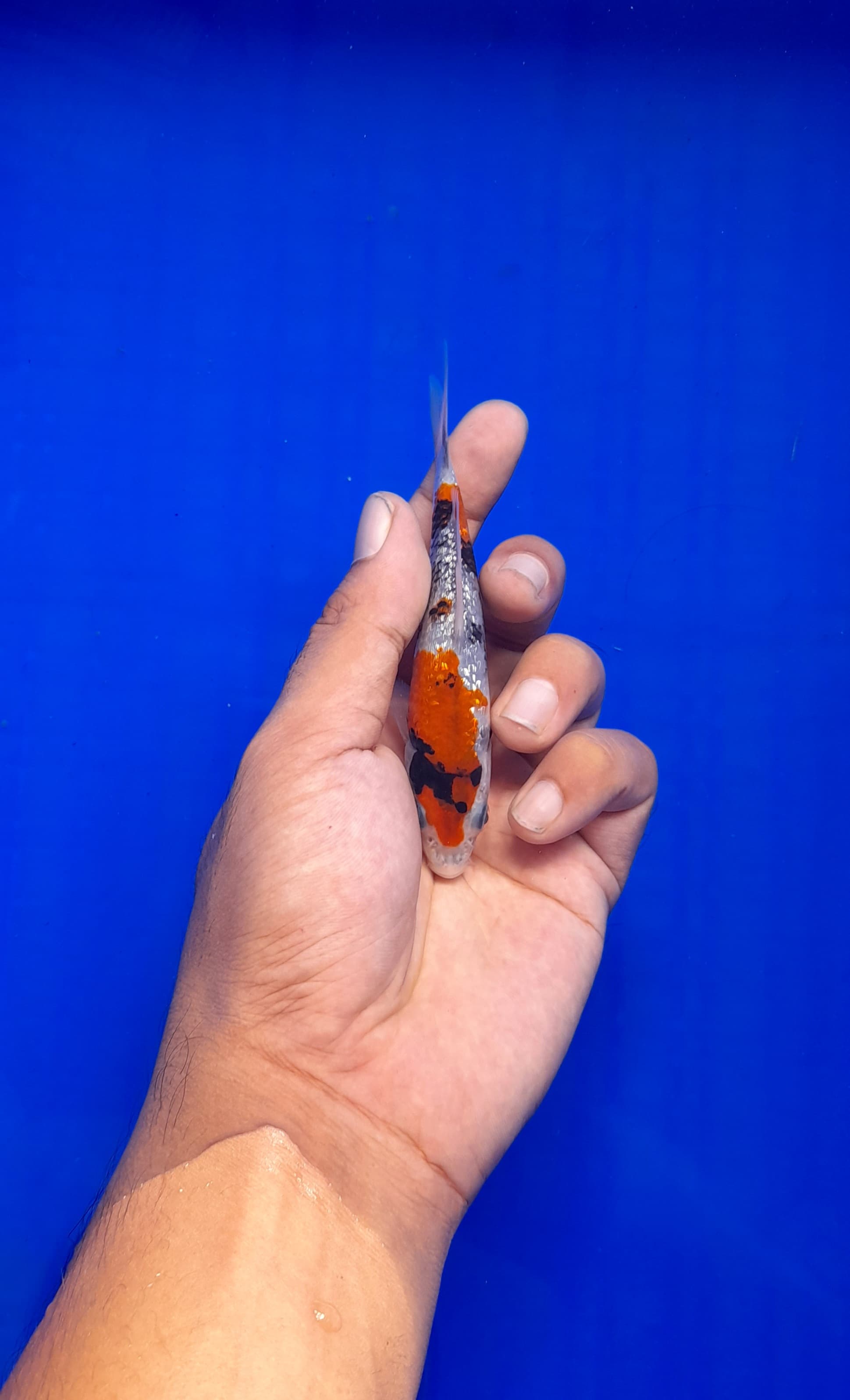 Lelang Koi Online, Jual Beli Ikan Koi, Pusat Jual Beli Koi, Info Lelang Koi Hari Ini, Platform Jual Beli Koi, Jual Beli Ikan Koi Online, Marketplace Ikan Koi, Jual Koi Terbaik, Tempat Beli Koi Berkualitas, Pasar Ikan Koi Online Terpercaya, Penjual Ikan Koi Terpercaya, Beli Koi Hias Online, Ikan Koi untuk Dijual, Koi Kualitas Terbaik, Toko Online Ikan Koi, Koi Hias Untuk Dijual, Jual Beli Ikan Koi Lokal, Koi Indonesia Online, Pusat Jual Beli Koi Terbesar