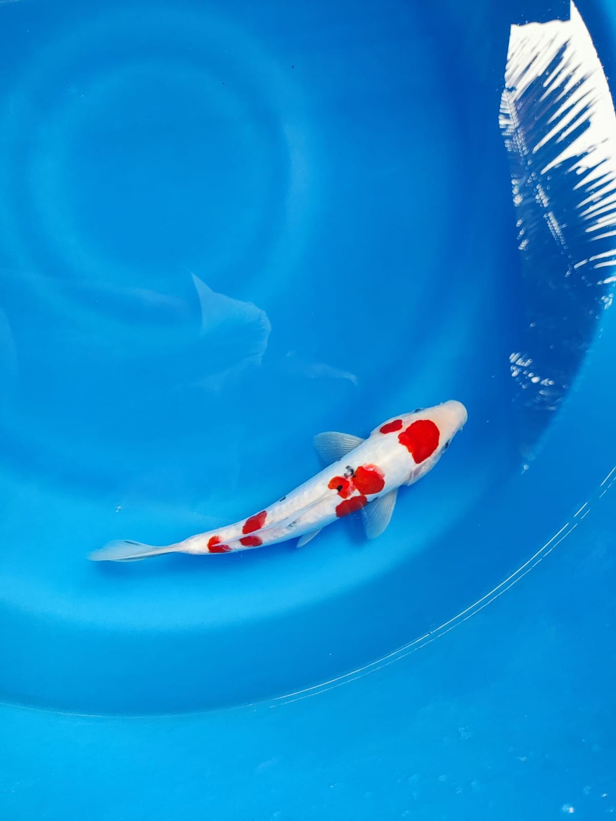 Lelang Koi Online, Jual Beli Ikan Koi, Pusat Jual Beli Koi, Info Lelang Koi Hari Ini, Platform Jual Beli Koi, Jual Beli Ikan Koi Online, Marketplace Ikan Koi, Jual Koi Terbaik, Tempat Beli Koi Berkualitas, Pasar Ikan Koi Online Terpercaya, Penjual Ikan Koi Terpercaya, Beli Koi Hias Online, Ikan Koi untuk Dijual, Koi Kualitas Terbaik, Toko Online Ikan Koi, Koi Hias Untuk Dijual, Jual Beli Ikan Koi Lokal, Koi Indonesia Online, Pusat Jual Beli Koi Terbesar