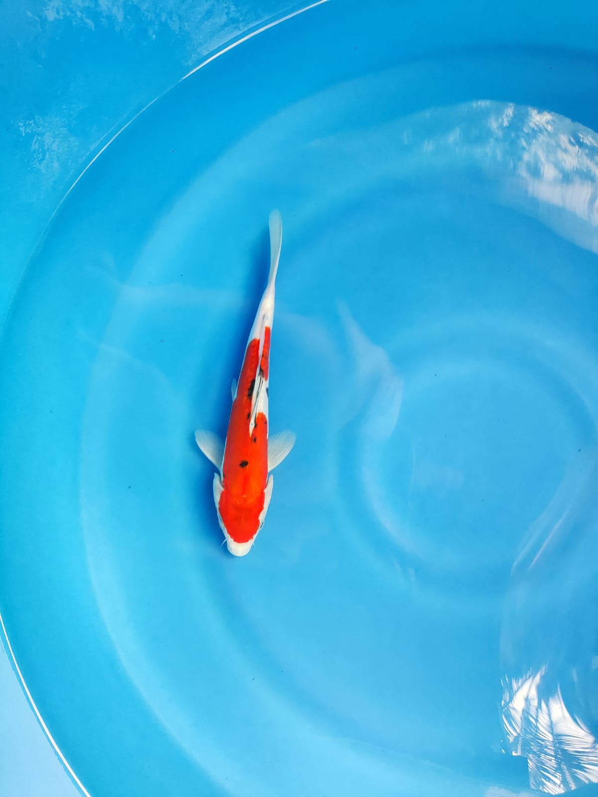 Lelang Koi Online, Jual Beli Ikan Koi, Pusat Jual Beli Koi, Info Lelang Koi Hari Ini, Platform Jual Beli Koi, Jual Beli Ikan Koi Online, Marketplace Ikan Koi, Jual Koi Terbaik, Tempat Beli Koi Berkualitas, Pasar Ikan Koi Online Terpercaya, Penjual Ikan Koi Terpercaya, Beli Koi Hias Online, Ikan Koi untuk Dijual, Koi Kualitas Terbaik, Toko Online Ikan Koi, Koi Hias Untuk Dijual, Jual Beli Ikan Koi Lokal, Koi Indonesia Online, Pusat Jual Beli Koi Terbesar