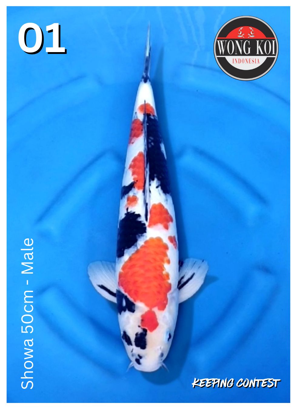 Lelang Koi Online, Jual Beli Ikan Koi, Pusat Jual Beli Koi, Info Lelang Koi Hari Ini, Platform Jual Beli Koi, Jual Beli Ikan Koi Online, Marketplace Ikan Koi, Jual Koi Terbaik, Tempat Beli Koi Berkualitas, Pasar Ikan Koi Online Terpercaya, Penjual Ikan Koi Terpercaya, Beli Koi Hias Online, Ikan Koi untuk Dijual, Koi Kualitas Terbaik, Toko Online Ikan Koi, Koi Hias Untuk Dijual, Jual Beli Ikan Koi Lokal, Koi Indonesia Online, Pusat Jual Beli Koi Terbesar