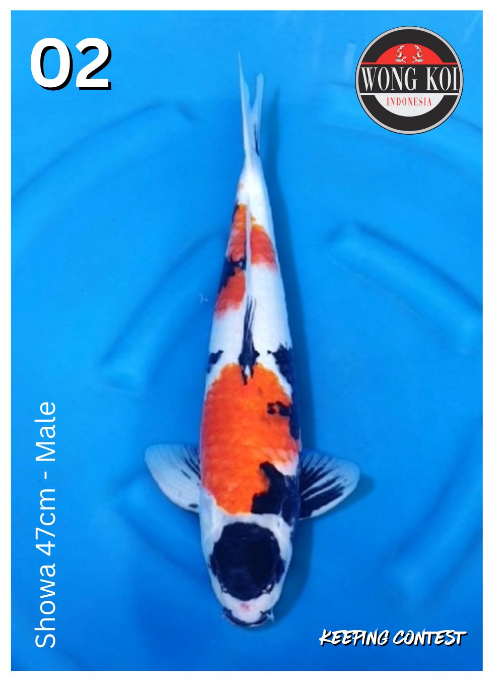 Lelang Koi Online, Jual Beli Ikan Koi, Pusat Jual Beli Koi, Info Lelang Koi Hari Ini, Platform Jual Beli Koi, Jual Beli Ikan Koi Online, Marketplace Ikan Koi, Jual Koi Terbaik, Tempat Beli Koi Berkualitas, Pasar Ikan Koi Online Terpercaya, Penjual Ikan Koi Terpercaya, Beli Koi Hias Online, Ikan Koi untuk Dijual, Koi Kualitas Terbaik, Toko Online Ikan Koi, Koi Hias Untuk Dijual, Jual Beli Ikan Koi Lokal, Koi Indonesia Online, Pusat Jual Beli Koi Terbesar