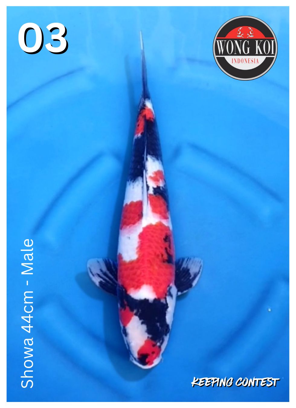 Lelang Koi Online, Jual Beli Ikan Koi, Pusat Jual Beli Koi, Info Lelang Koi Hari Ini, Platform Jual Beli Koi, Jual Beli Ikan Koi Online, Marketplace Ikan Koi, Jual Koi Terbaik, Tempat Beli Koi Berkualitas, Pasar Ikan Koi Online Terpercaya, Penjual Ikan Koi Terpercaya, Beli Koi Hias Online, Ikan Koi untuk Dijual, Koi Kualitas Terbaik, Toko Online Ikan Koi, Koi Hias Untuk Dijual, Jual Beli Ikan Koi Lokal, Koi Indonesia Online, Pusat Jual Beli Koi Terbesar