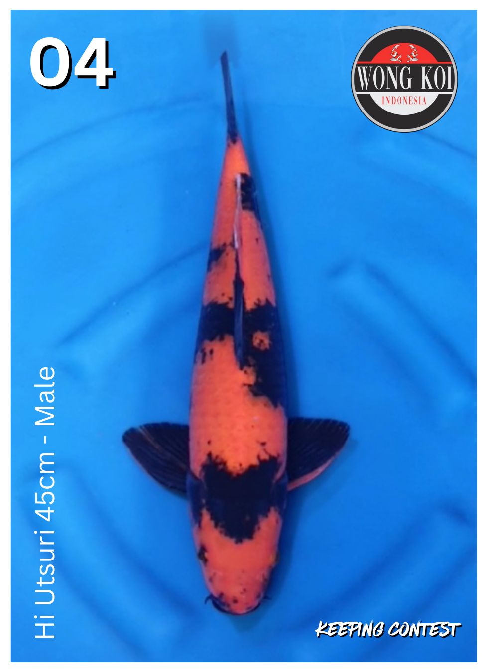 Lelang Koi Online, Jual Beli Ikan Koi, Pusat Jual Beli Koi, Info Lelang Koi Hari Ini, Platform Jual Beli Koi, Jual Beli Ikan Koi Online, Marketplace Ikan Koi, Jual Koi Terbaik, Tempat Beli Koi Berkualitas, Pasar Ikan Koi Online Terpercaya, Penjual Ikan Koi Terpercaya, Beli Koi Hias Online, Ikan Koi untuk Dijual, Koi Kualitas Terbaik, Toko Online Ikan Koi, Koi Hias Untuk Dijual, Jual Beli Ikan Koi Lokal, Koi Indonesia Online, Pusat Jual Beli Koi Terbesar