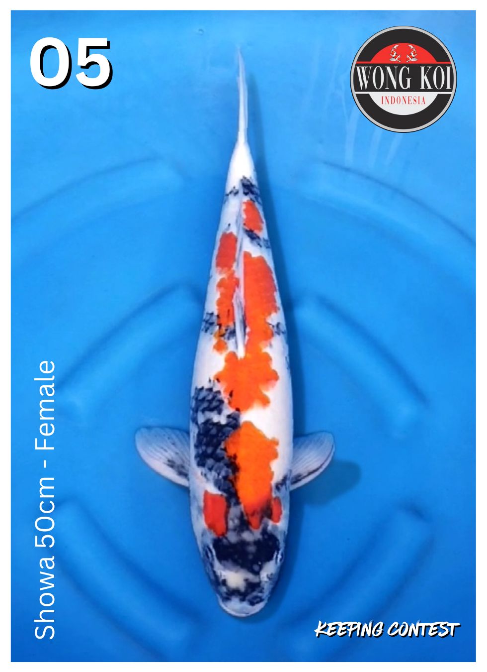 Lelang Koi Online, Jual Beli Ikan Koi, Pusat Jual Beli Koi, Info Lelang Koi Hari Ini, Platform Jual Beli Koi, Jual Beli Ikan Koi Online, Marketplace Ikan Koi, Jual Koi Terbaik, Tempat Beli Koi Berkualitas, Pasar Ikan Koi Online Terpercaya, Penjual Ikan Koi Terpercaya, Beli Koi Hias Online, Ikan Koi untuk Dijual, Koi Kualitas Terbaik, Toko Online Ikan Koi, Koi Hias Untuk Dijual, Jual Beli Ikan Koi Lokal, Koi Indonesia Online, Pusat Jual Beli Koi Terbesar