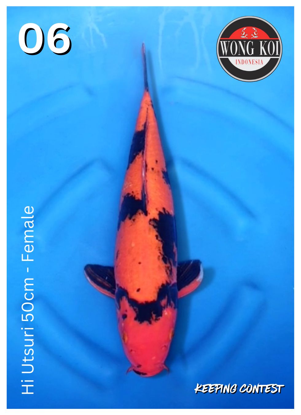 Lelang Koi Online, Jual Beli Ikan Koi, Pusat Jual Beli Koi, Info Lelang Koi Hari Ini, Platform Jual Beli Koi, Jual Beli Ikan Koi Online, Marketplace Ikan Koi, Jual Koi Terbaik, Tempat Beli Koi Berkualitas, Pasar Ikan Koi Online Terpercaya, Penjual Ikan Koi Terpercaya, Beli Koi Hias Online, Ikan Koi untuk Dijual, Koi Kualitas Terbaik, Toko Online Ikan Koi, Koi Hias Untuk Dijual, Jual Beli Ikan Koi Lokal, Koi Indonesia Online, Pusat Jual Beli Koi Terbesar