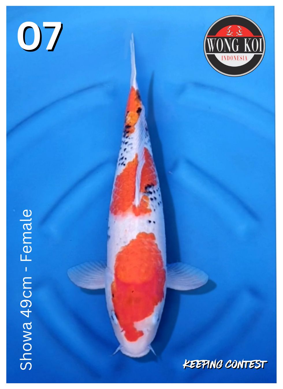 Lelang Koi Online, Jual Beli Ikan Koi, Pusat Jual Beli Koi, Info Lelang Koi Hari Ini, Platform Jual Beli Koi, Jual Beli Ikan Koi Online, Marketplace Ikan Koi, Jual Koi Terbaik, Tempat Beli Koi Berkualitas, Pasar Ikan Koi Online Terpercaya, Penjual Ikan Koi Terpercaya, Beli Koi Hias Online, Ikan Koi untuk Dijual, Koi Kualitas Terbaik, Toko Online Ikan Koi, Koi Hias Untuk Dijual, Jual Beli Ikan Koi Lokal, Koi Indonesia Online, Pusat Jual Beli Koi Terbesar