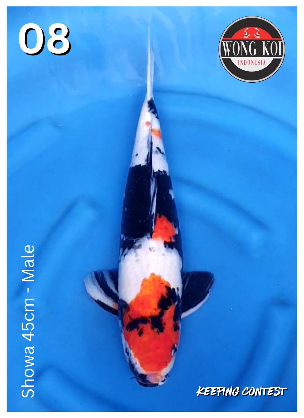 Lelang Koi Online, Jual Beli Ikan Koi, Pusat Jual Beli Koi, Info Lelang Koi Hari Ini, Platform Jual Beli Koi, Jual Beli Ikan Koi Online, Marketplace Ikan Koi, Jual Koi Terbaik, Tempat Beli Koi Berkualitas, Pasar Ikan Koi Online Terpercaya, Penjual Ikan Koi Terpercaya, Beli Koi Hias Online, Ikan Koi untuk Dijual, Koi Kualitas Terbaik, Toko Online Ikan Koi, Koi Hias Untuk Dijual, Jual Beli Ikan Koi Lokal, Koi Indonesia Online, Pusat Jual Beli Koi Terbesar