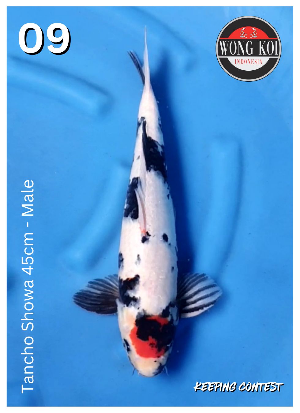 Lelang Koi Online, Jual Beli Ikan Koi, Pusat Jual Beli Koi, Info Lelang Koi Hari Ini, Platform Jual Beli Koi, Jual Beli Ikan Koi Online, Marketplace Ikan Koi, Jual Koi Terbaik, Tempat Beli Koi Berkualitas, Pasar Ikan Koi Online Terpercaya, Penjual Ikan Koi Terpercaya, Beli Koi Hias Online, Ikan Koi untuk Dijual, Koi Kualitas Terbaik, Toko Online Ikan Koi, Koi Hias Untuk Dijual, Jual Beli Ikan Koi Lokal, Koi Indonesia Online, Pusat Jual Beli Koi Terbesar