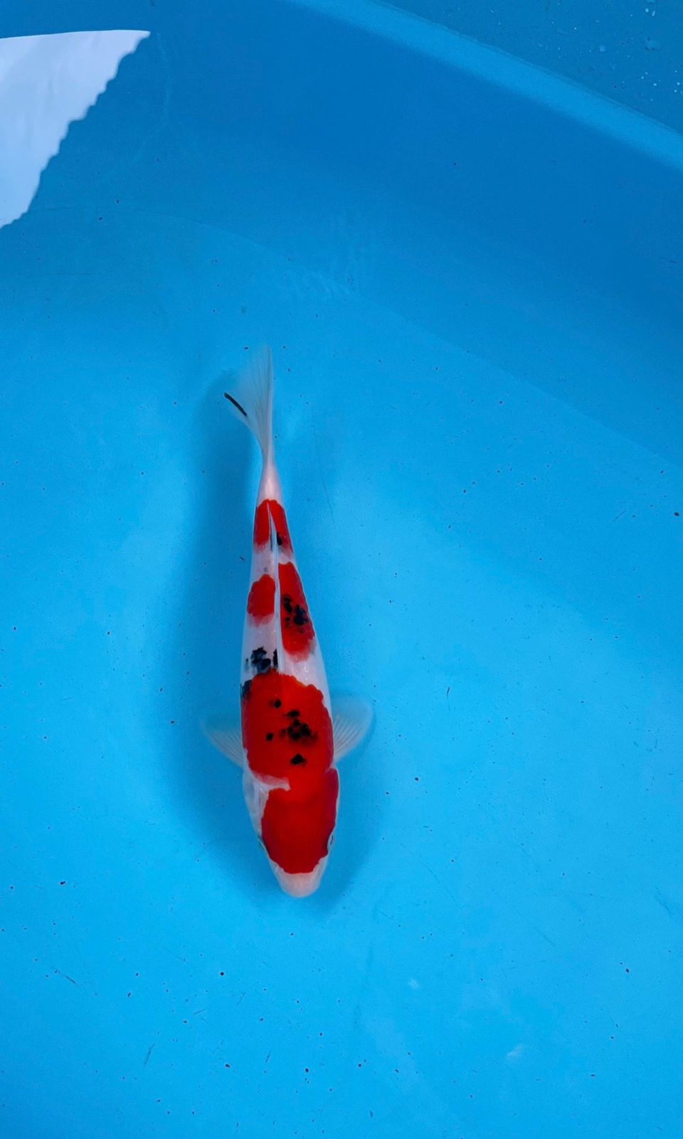 Lelang Koi Online, Jual Beli Ikan Koi, Pusat Jual Beli Koi, Info Lelang Koi Hari Ini, Platform Jual Beli Koi, Jual Beli Ikan Koi Online, Marketplace Ikan Koi, Jual Koi Terbaik, Tempat Beli Koi Berkualitas, Pasar Ikan Koi Online Terpercaya, Penjual Ikan Koi Terpercaya, Beli Koi Hias Online, Ikan Koi untuk Dijual, Koi Kualitas Terbaik, Toko Online Ikan Koi, Koi Hias Untuk Dijual, Jual Beli Ikan Koi Lokal, Koi Indonesia Online, Pusat Jual Beli Koi Terbesar
