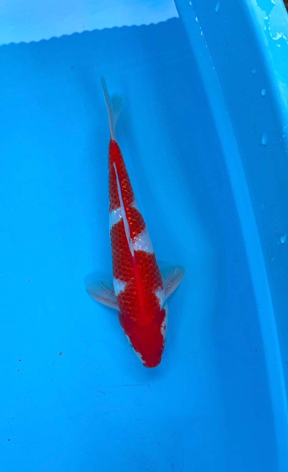 Lelang Koi Online, Jual Beli Ikan Koi, Pusat Jual Beli Koi, Info Lelang Koi Hari Ini, Platform Jual Beli Koi, Jual Beli Ikan Koi Online, Marketplace Ikan Koi, Jual Koi Terbaik, Tempat Beli Koi Berkualitas, Pasar Ikan Koi Online Terpercaya, Penjual Ikan Koi Terpercaya, Beli Koi Hias Online, Ikan Koi untuk Dijual, Koi Kualitas Terbaik, Toko Online Ikan Koi, Koi Hias Untuk Dijual, Jual Beli Ikan Koi Lokal, Koi Indonesia Online, Pusat Jual Beli Koi Terbesar