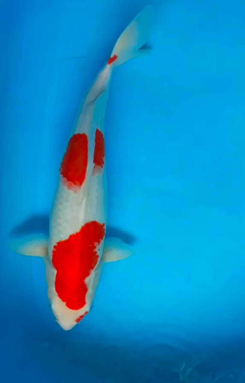 Lelang Koi Online, Jual Beli Ikan Koi, Pusat Jual Beli Koi, Info Lelang Koi Hari Ini, Platform Jual Beli Koi, Jual Beli Ikan Koi Online, Marketplace Ikan Koi, Jual Koi Terbaik, Tempat Beli Koi Berkualitas, Pasar Ikan Koi Online Terpercaya, Penjual Ikan Koi Terpercaya, Beli Koi Hias Online, Ikan Koi untuk Dijual, Koi Kualitas Terbaik, Toko Online Ikan Koi, Koi Hias Untuk Dijual, Jual Beli Ikan Koi Lokal, Koi Indonesia Online, Pusat Jual Beli Koi Terbesar