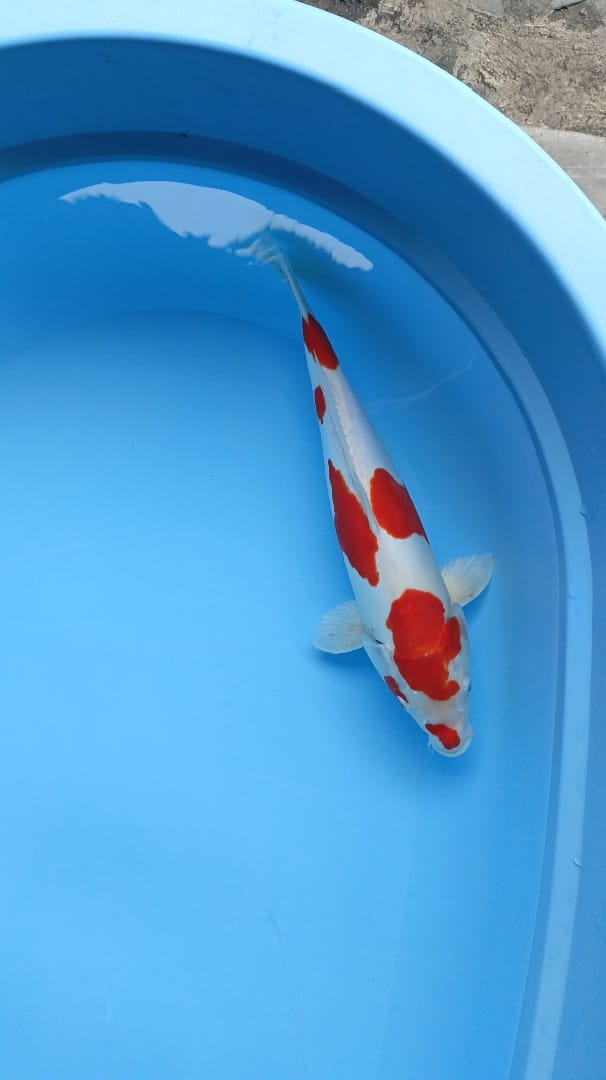 Lelang Koi Online, Jual Beli Ikan Koi, Pusat Jual Beli Koi, Info Lelang Koi Hari Ini, Platform Jual Beli Koi, Jual Beli Ikan Koi Online, Marketplace Ikan Koi, Jual Koi Terbaik, Tempat Beli Koi Berkualitas, Pasar Ikan Koi Online Terpercaya, Penjual Ikan Koi Terpercaya, Beli Koi Hias Online, Ikan Koi untuk Dijual, Koi Kualitas Terbaik, Toko Online Ikan Koi, Koi Hias Untuk Dijual, Jual Beli Ikan Koi Lokal, Koi Indonesia Online, Pusat Jual Beli Koi Terbesar