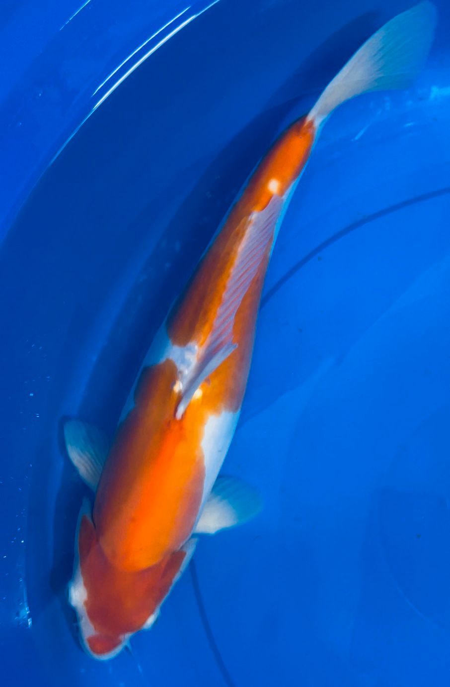 Lelang Koi Online, Jual Beli Ikan Koi, Pusat Jual Beli Koi, Info Lelang Koi Hari Ini, Platform Jual Beli Koi, Jual Beli Ikan Koi Online, Marketplace Ikan Koi, Jual Koi Terbaik, Tempat Beli Koi Berkualitas, Pasar Ikan Koi Online Terpercaya, Penjual Ikan Koi Terpercaya, Beli Koi Hias Online, Ikan Koi untuk Dijual, Koi Kualitas Terbaik, Toko Online Ikan Koi, Koi Hias Untuk Dijual, Jual Beli Ikan Koi Lokal, Koi Indonesia Online, Pusat Jual Beli Koi Terbesar